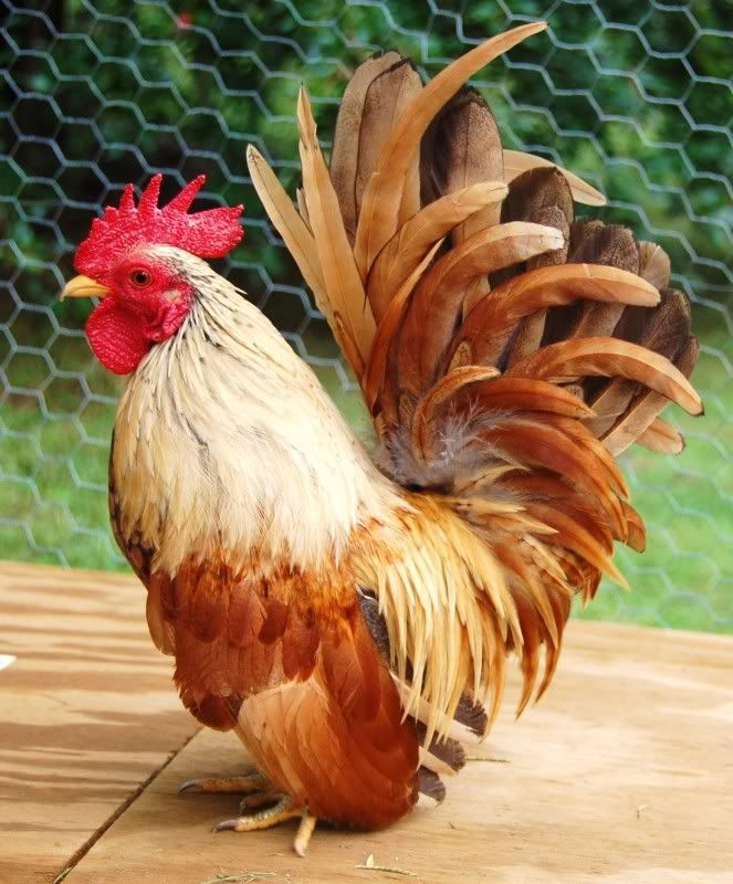 Serama Bantam Rooster-- he is SO handsome!