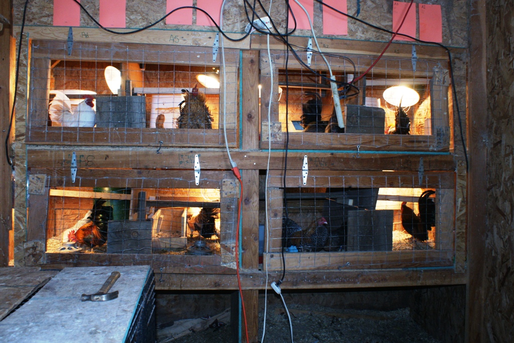 serama breeding pens