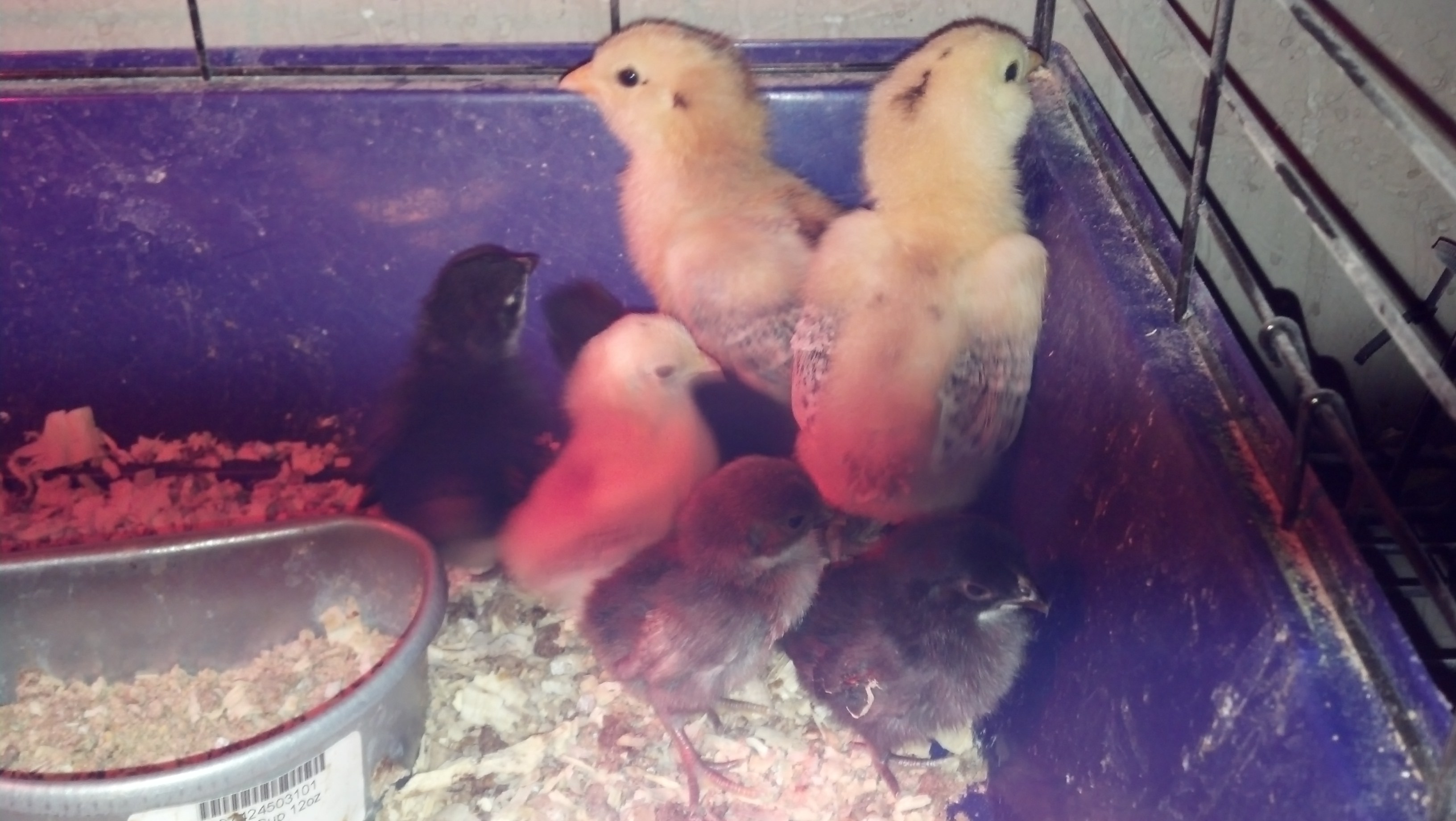 Serama chicks with EE chicks