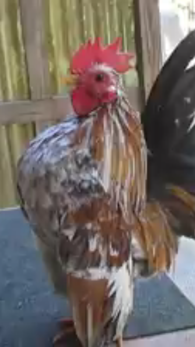 serama cock