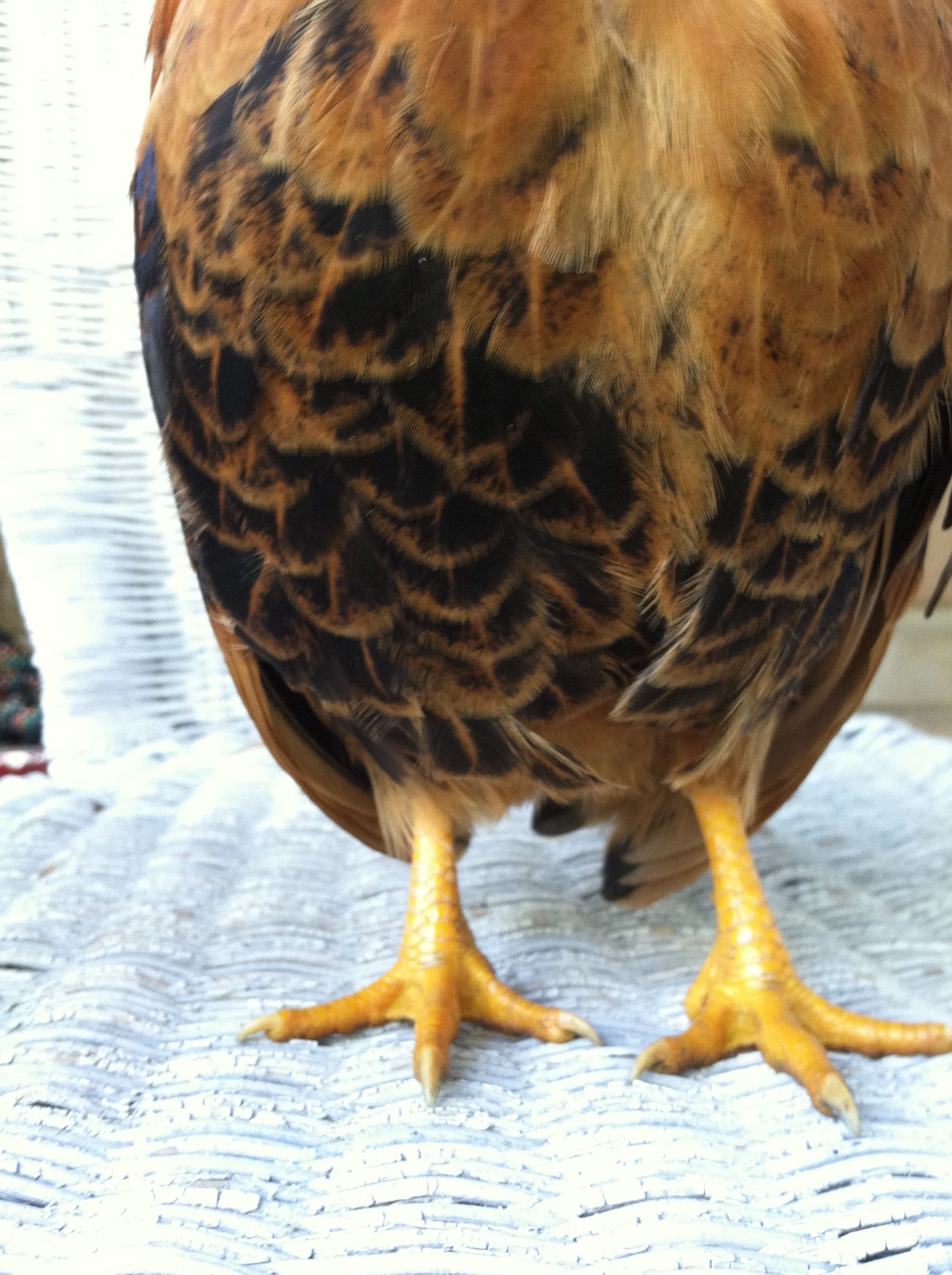 Serama cockerel lacing?