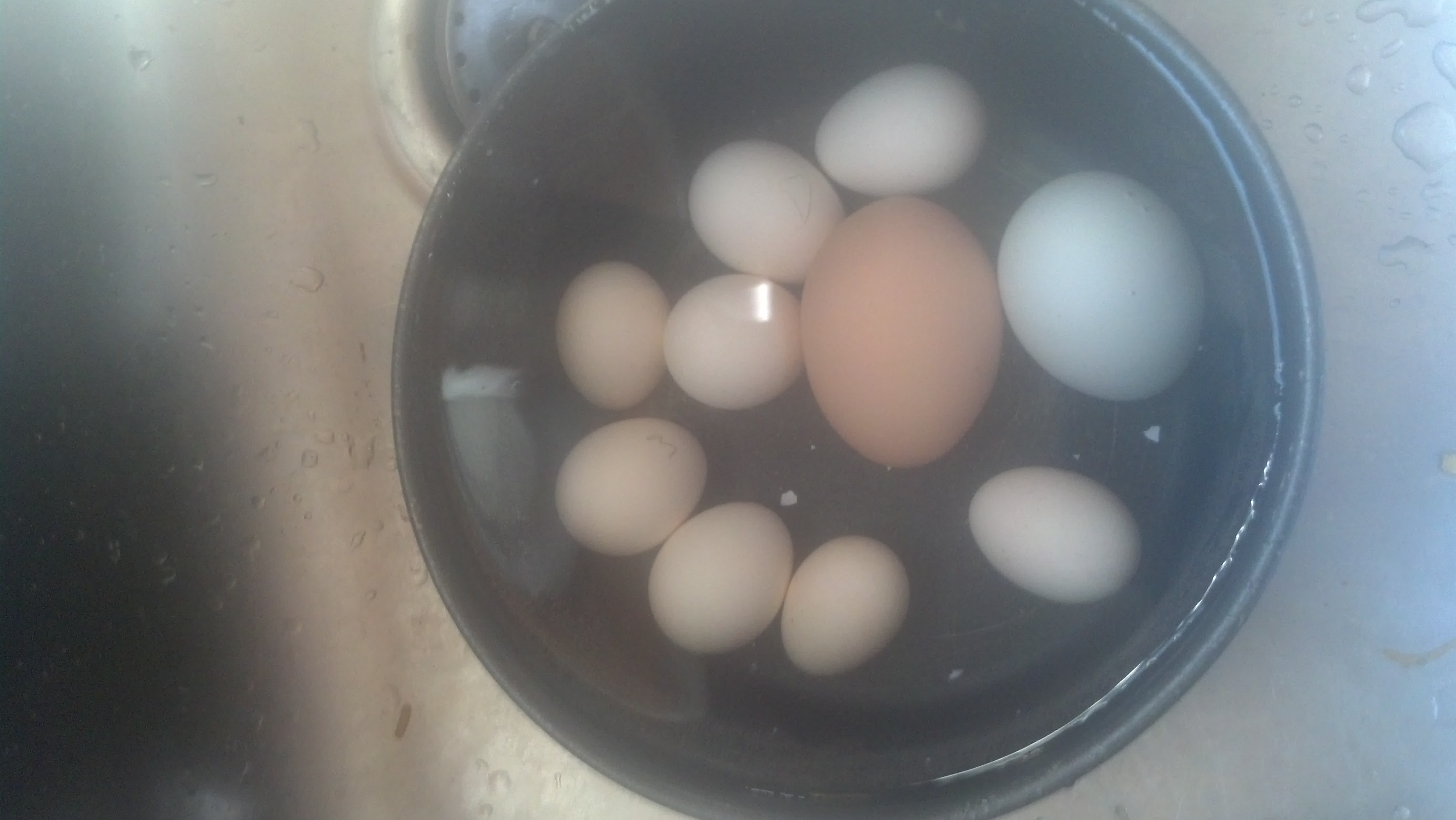 Serama egg's aka egg bites, red sexlink brown egg & a easter egger