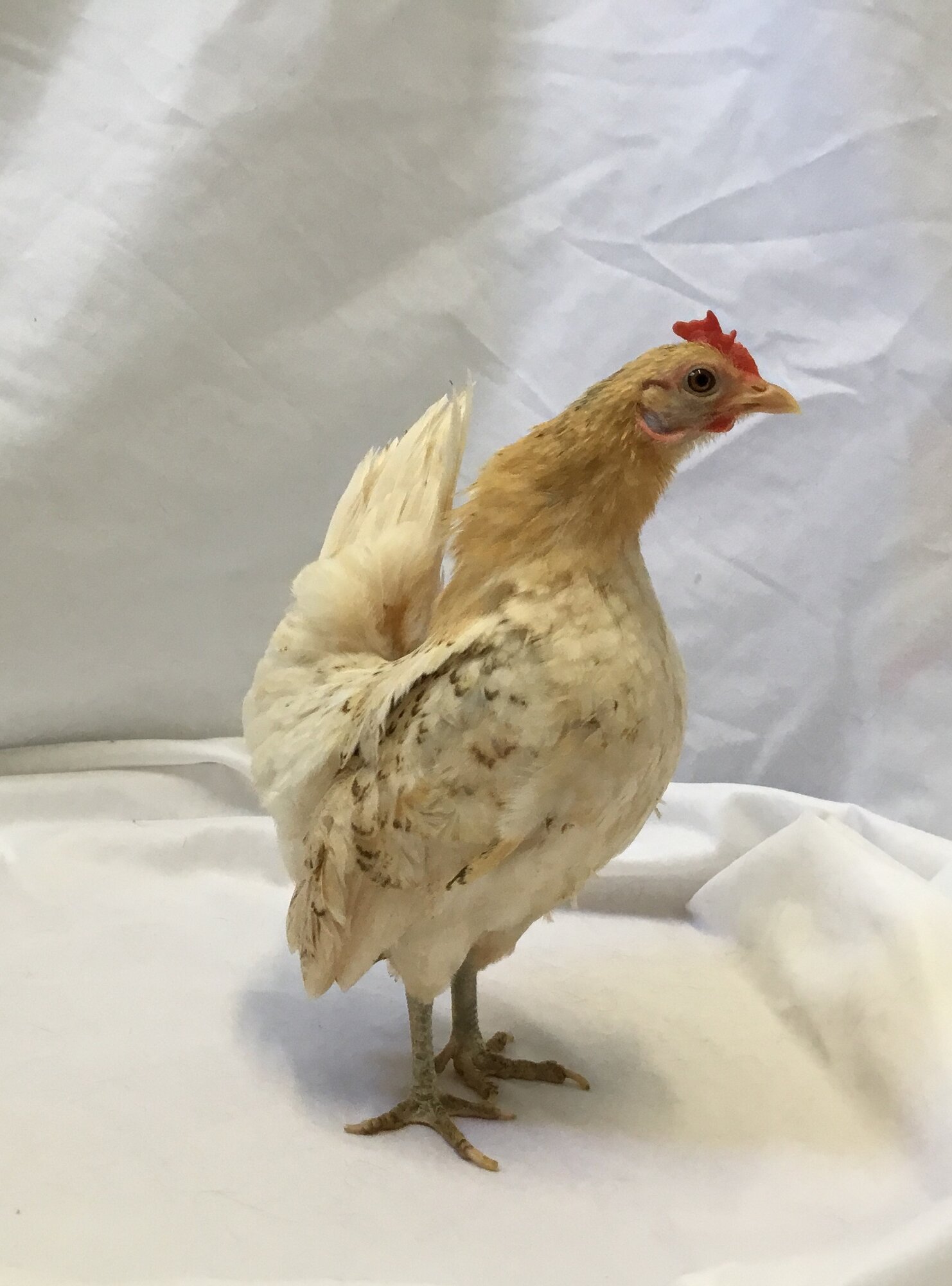 Serama hen, posing