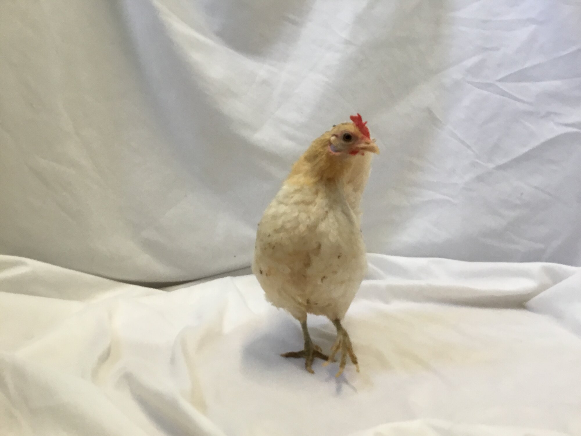 Serama hen, ..ready for her close up now