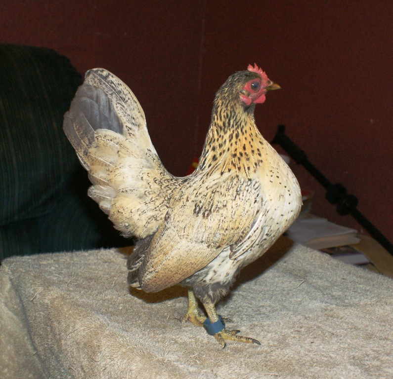 serama pullet