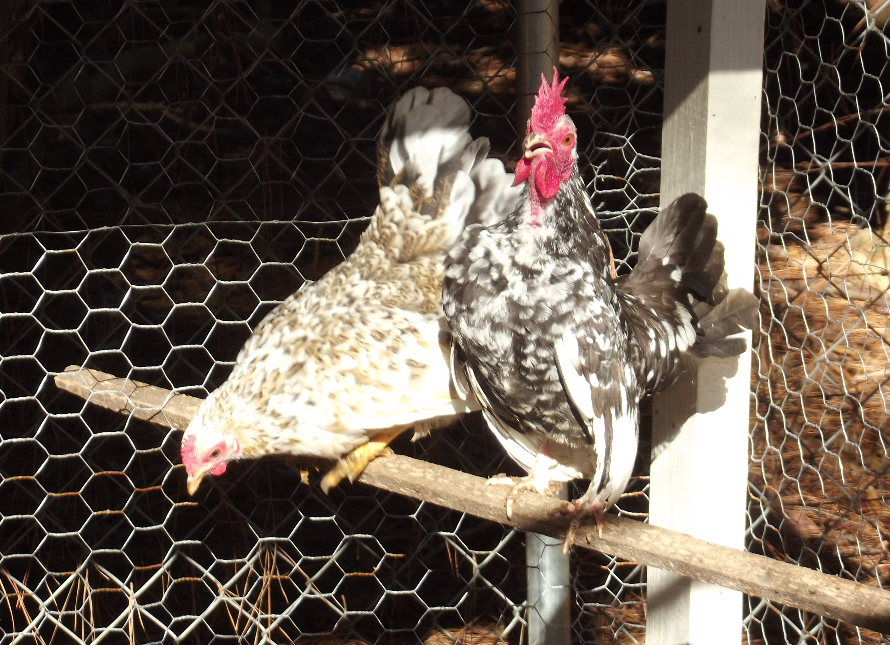 Serama roo crowing.... and what a pitiful little crow it was...
