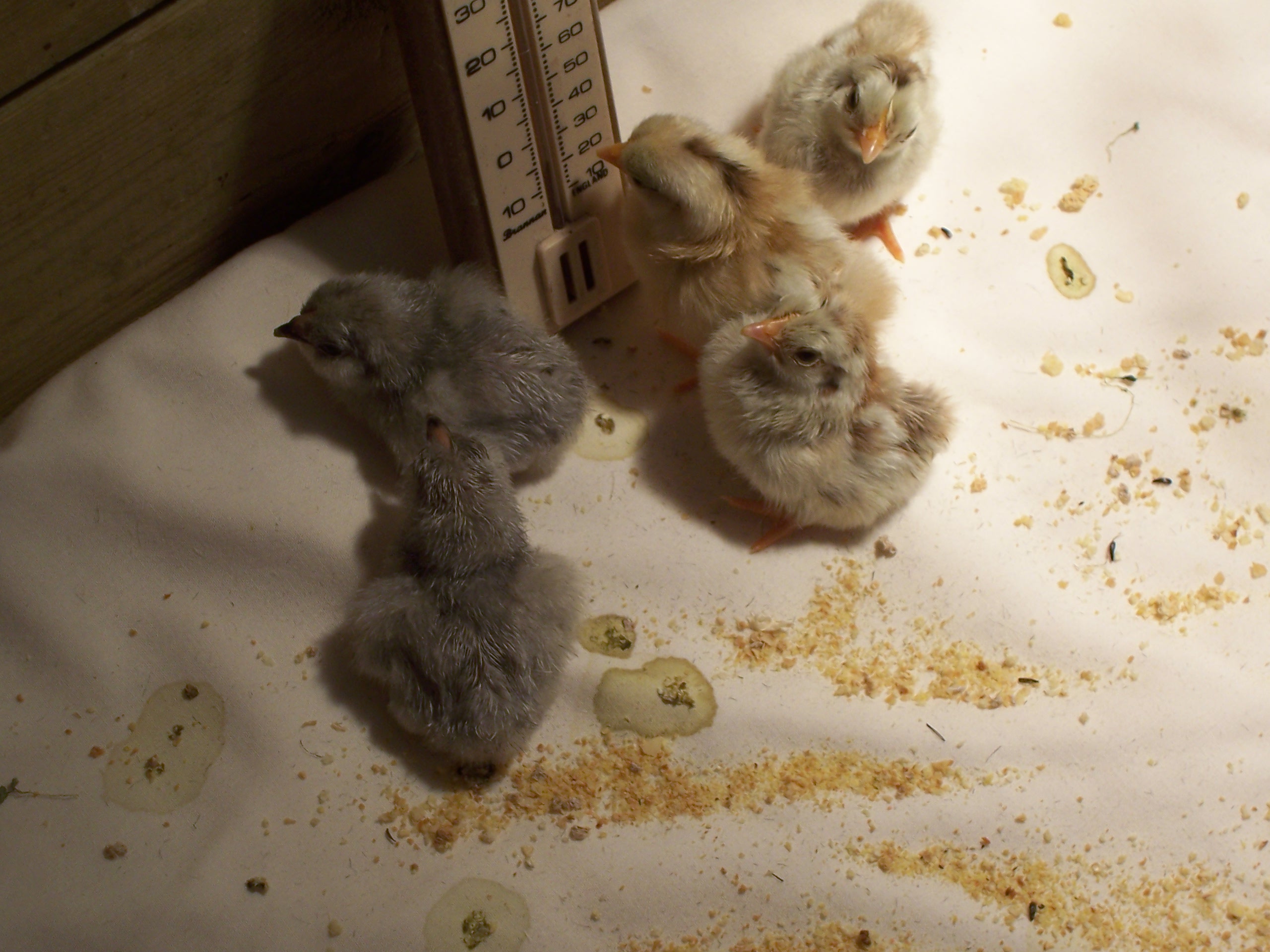 seramas chicks