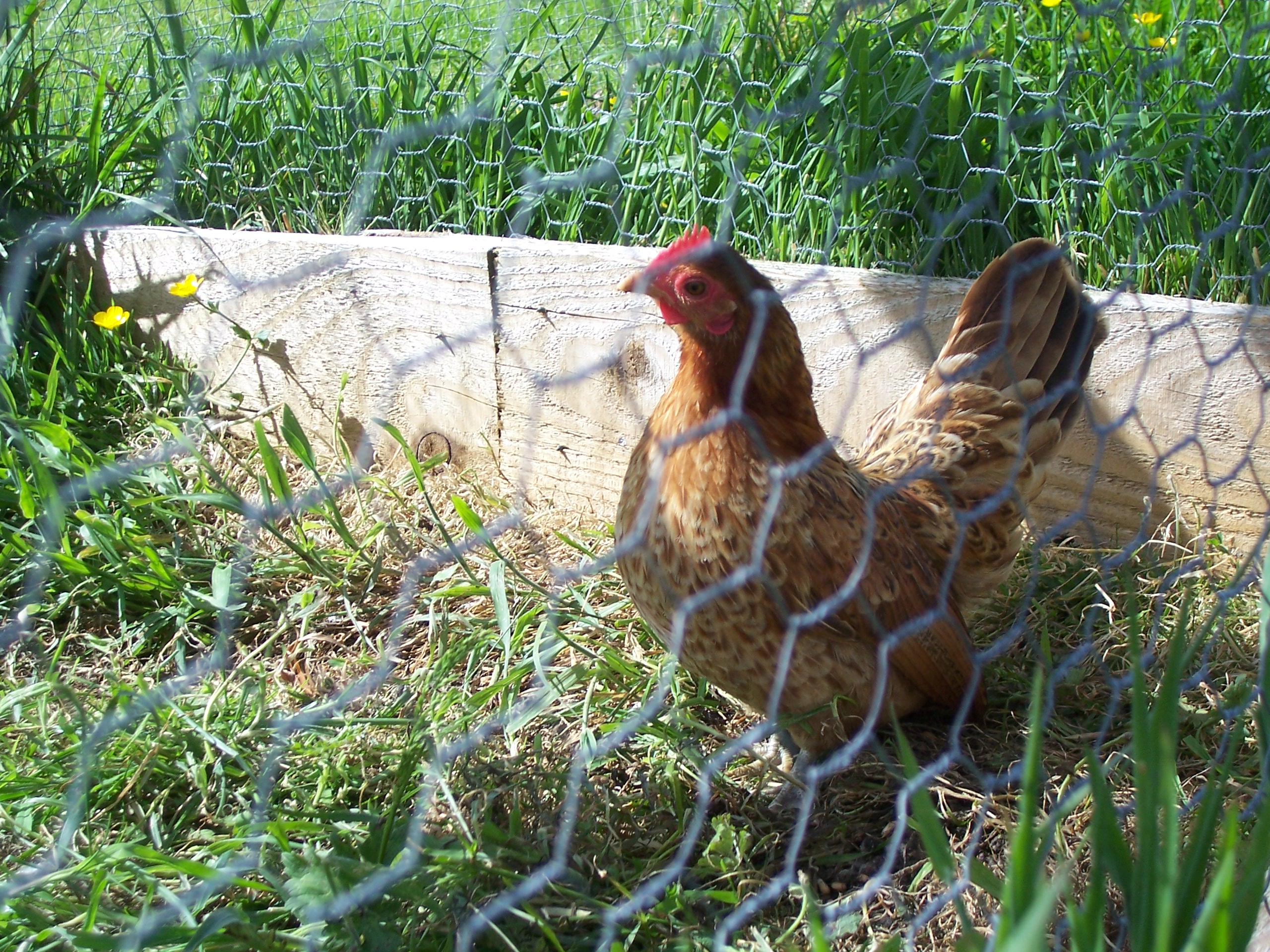 seramas hen