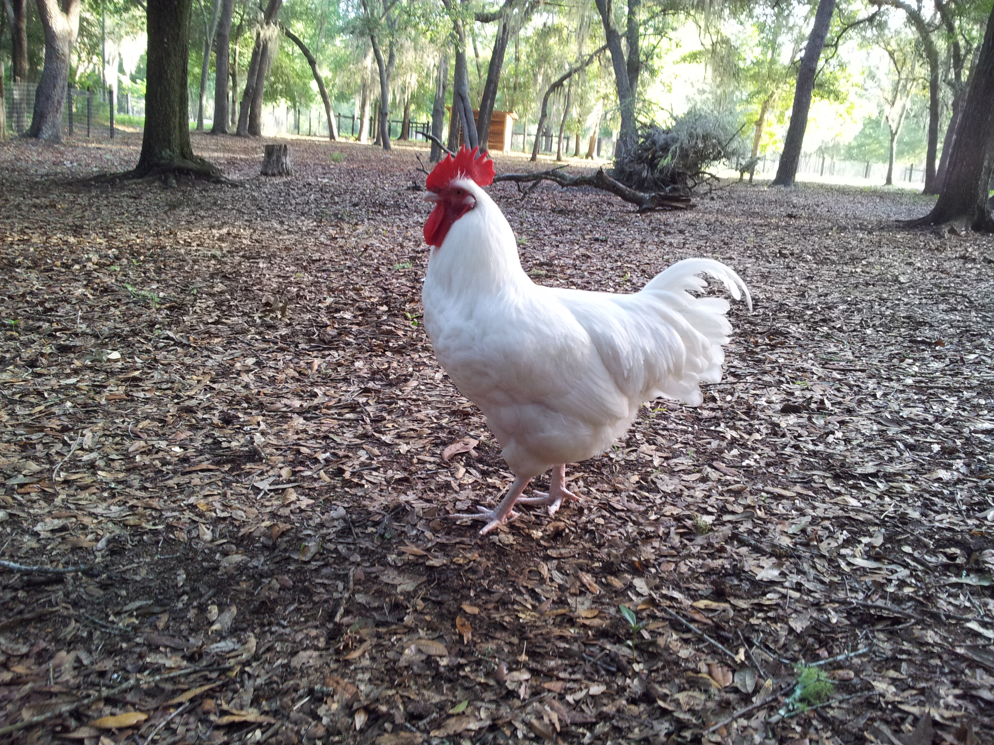 Sergeant Frost, he now lives in O'Brien, FL.