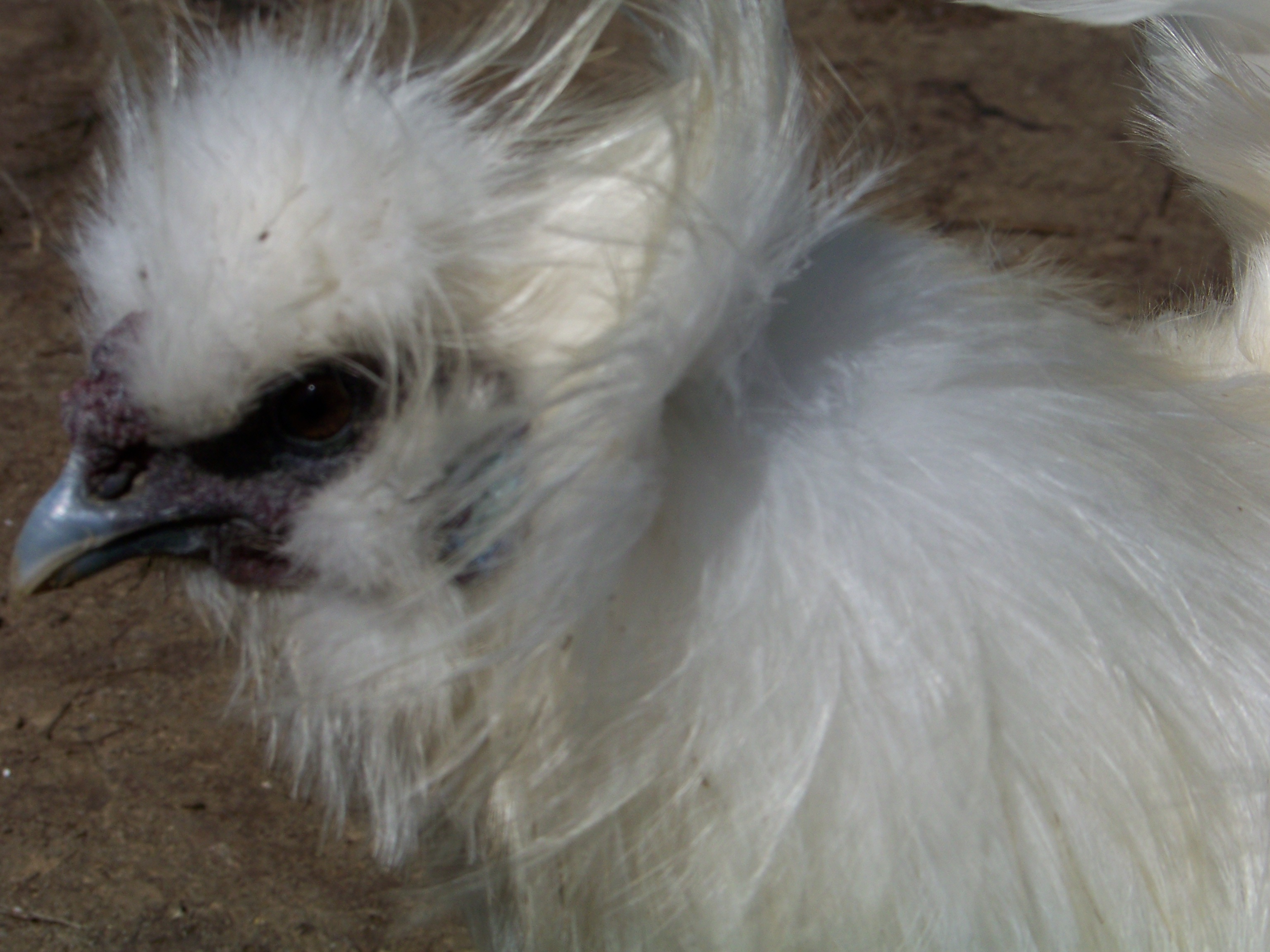 Sergeant (white Silkie roo) again. He could be the cover boy for Carrie Underwood's "Blown Away" album.