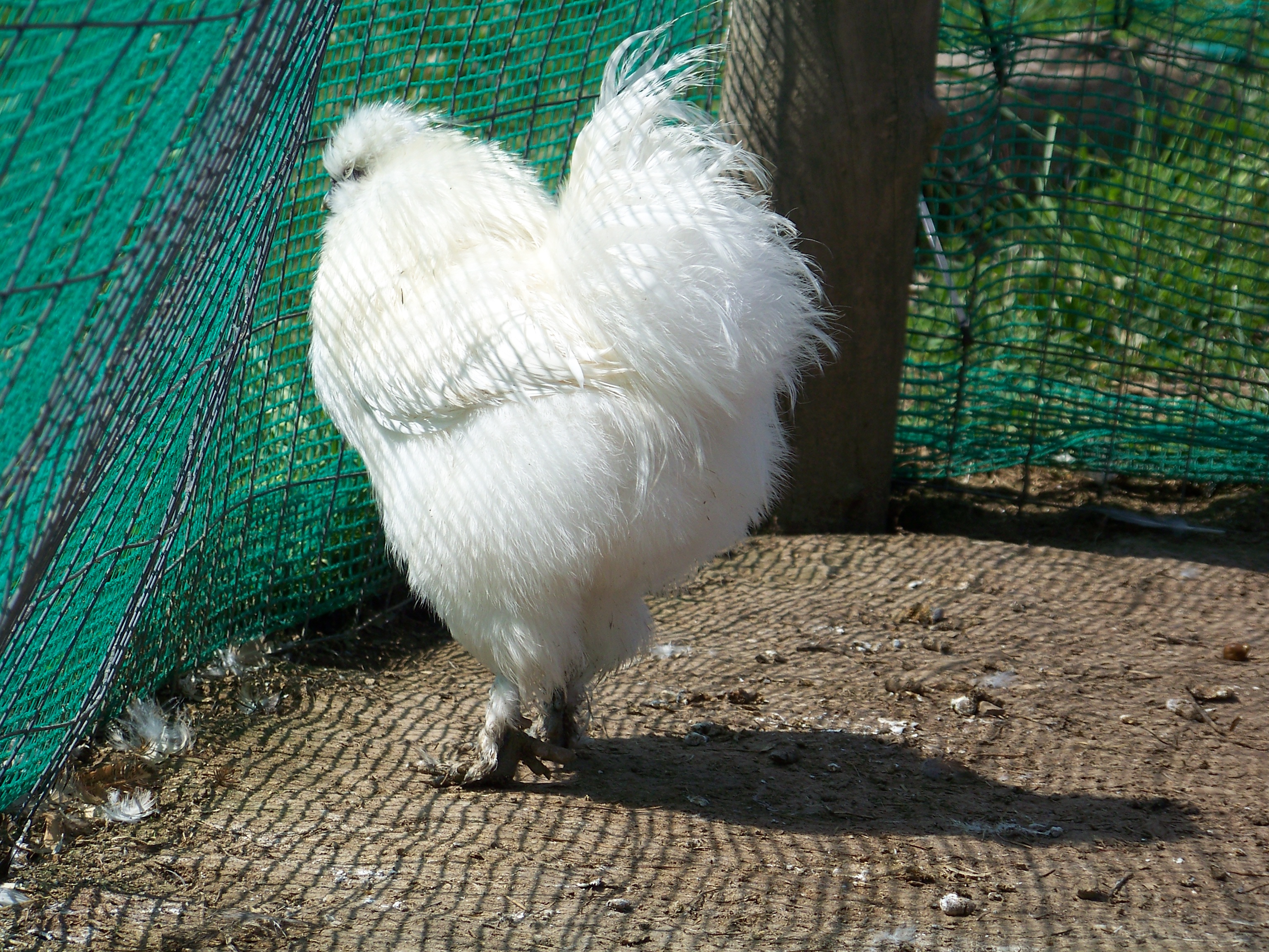 "Sergeant", white Silkie roo, again. Using his floofy booty to shield himself from the wind.