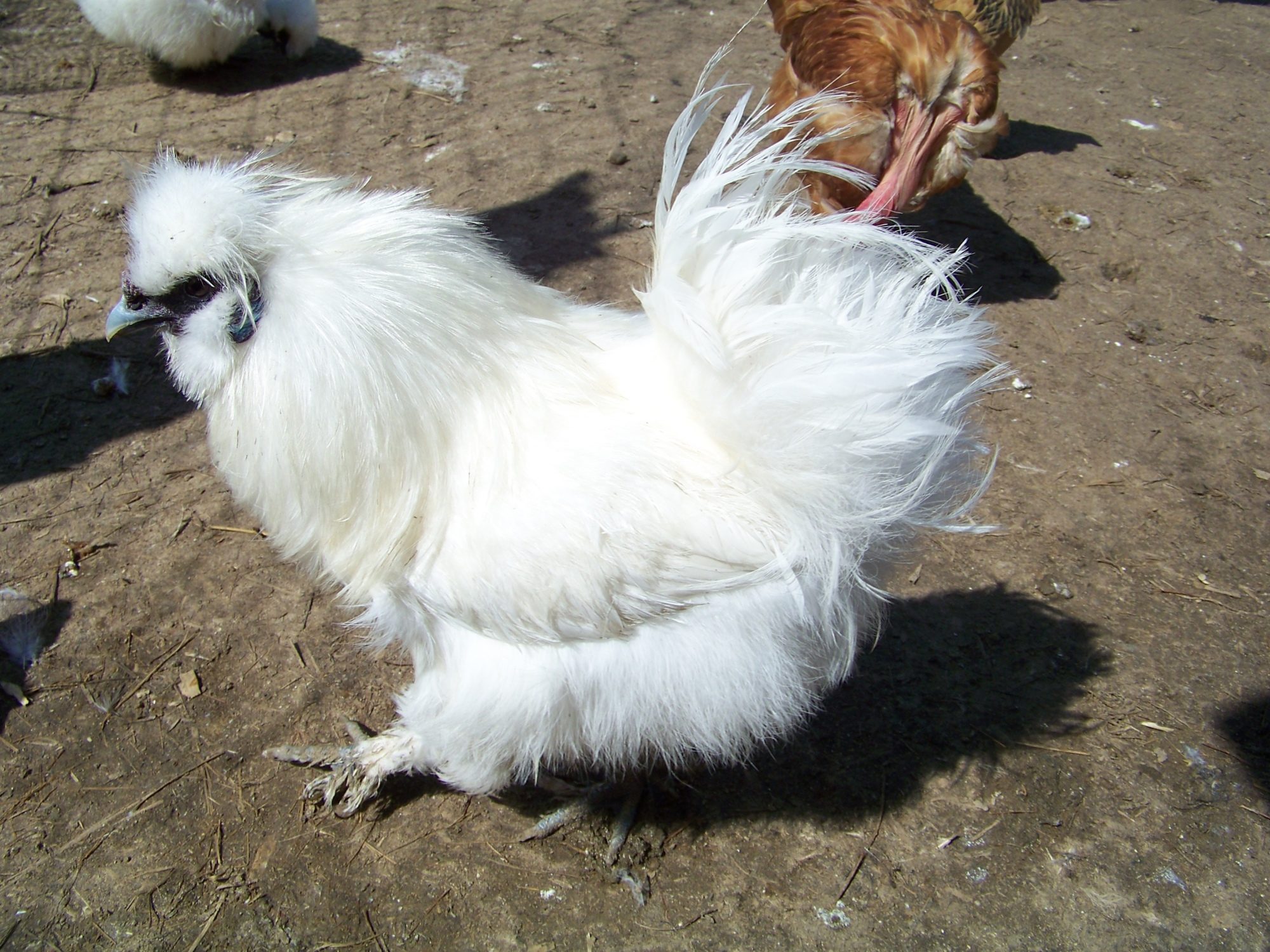 Sergeant (white Silkie roo). Crawling low to avoid being tossed around like a rag doll in the wind.