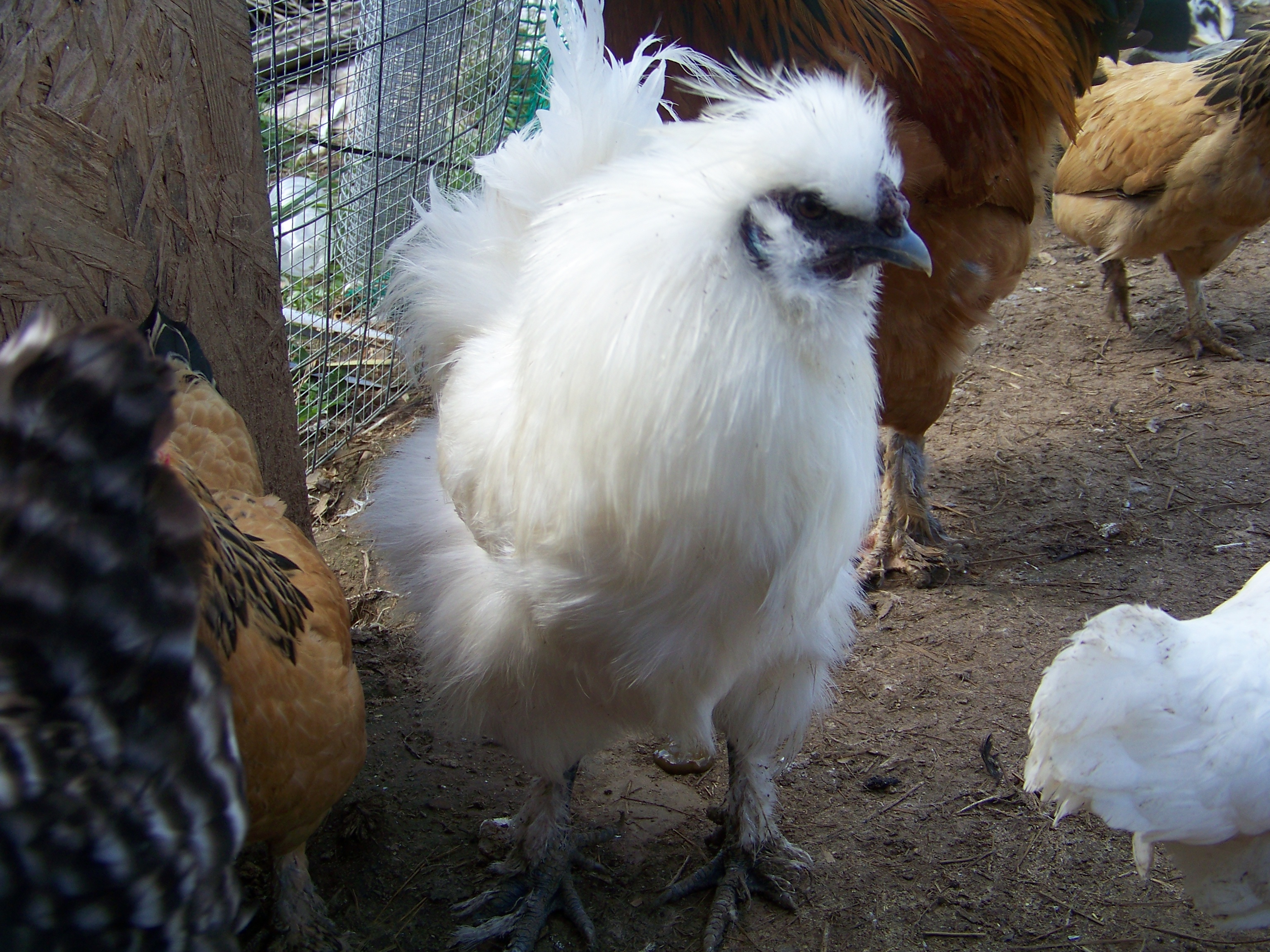 "Sergeant" - White Silkie rooster. The "second in command" (after Buffy) in the coop.