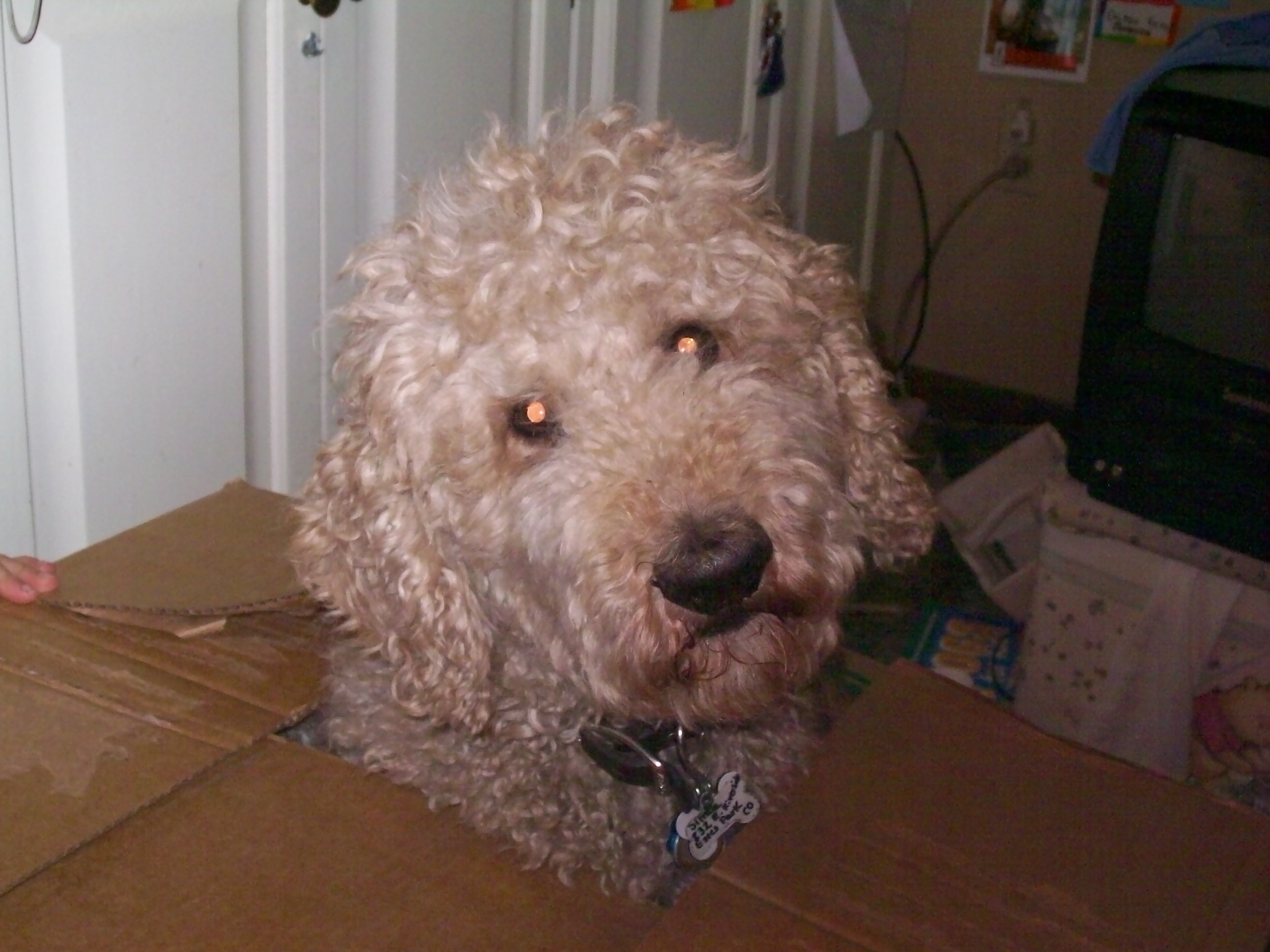 "Seriously, why did you put me in a box?!"