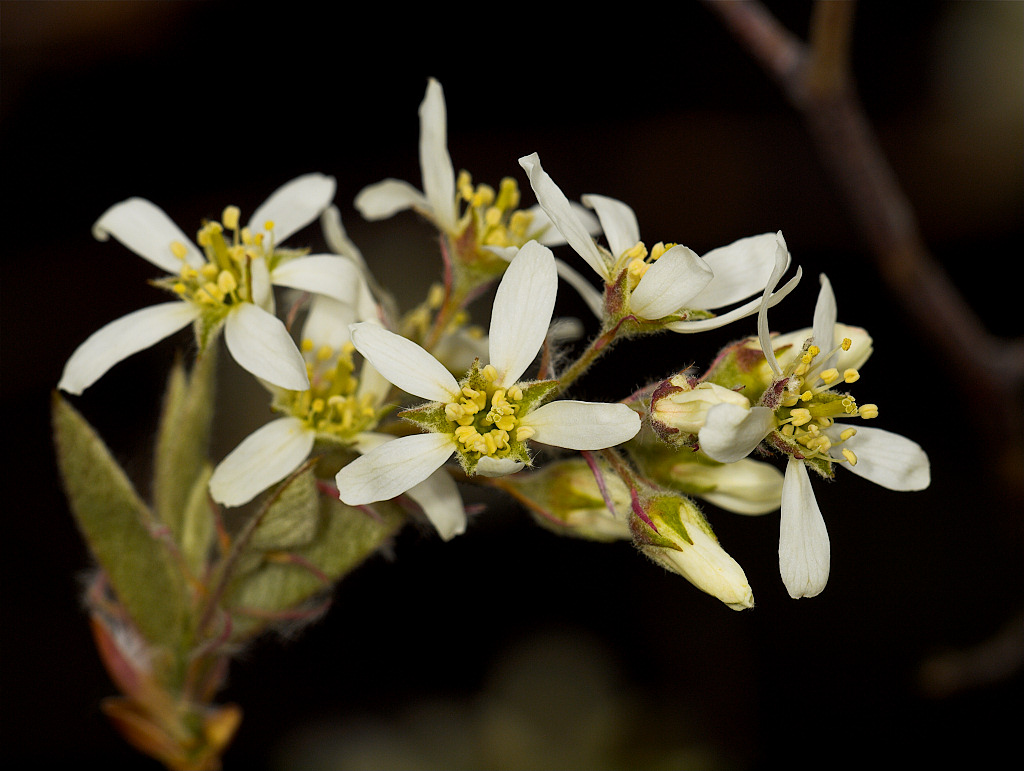 Serviceberry blossoms