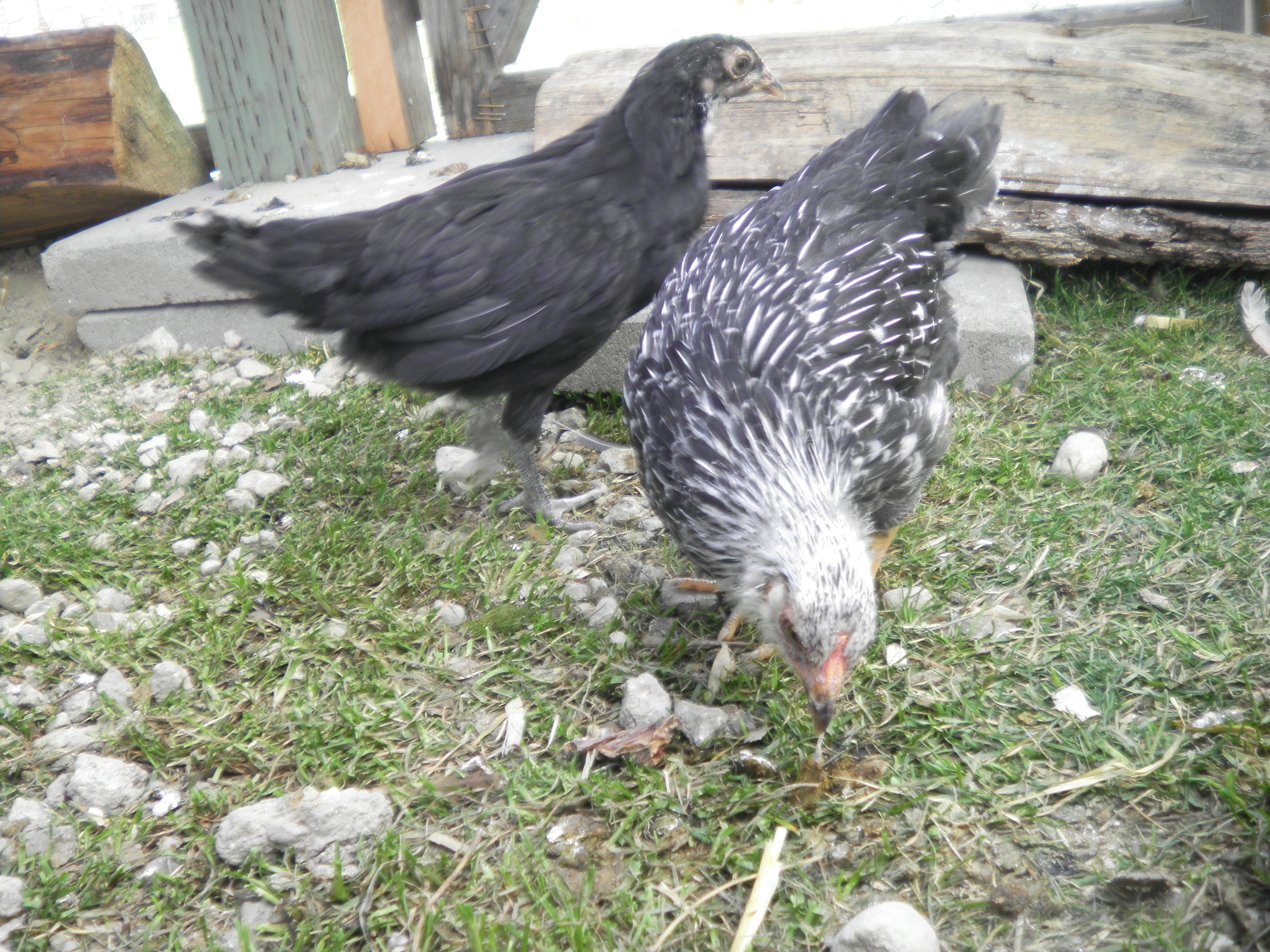 Sesame (black) 6 weeks old, breed unknown
Salt (silver laced wyandotte) 6 1/2 weeks old