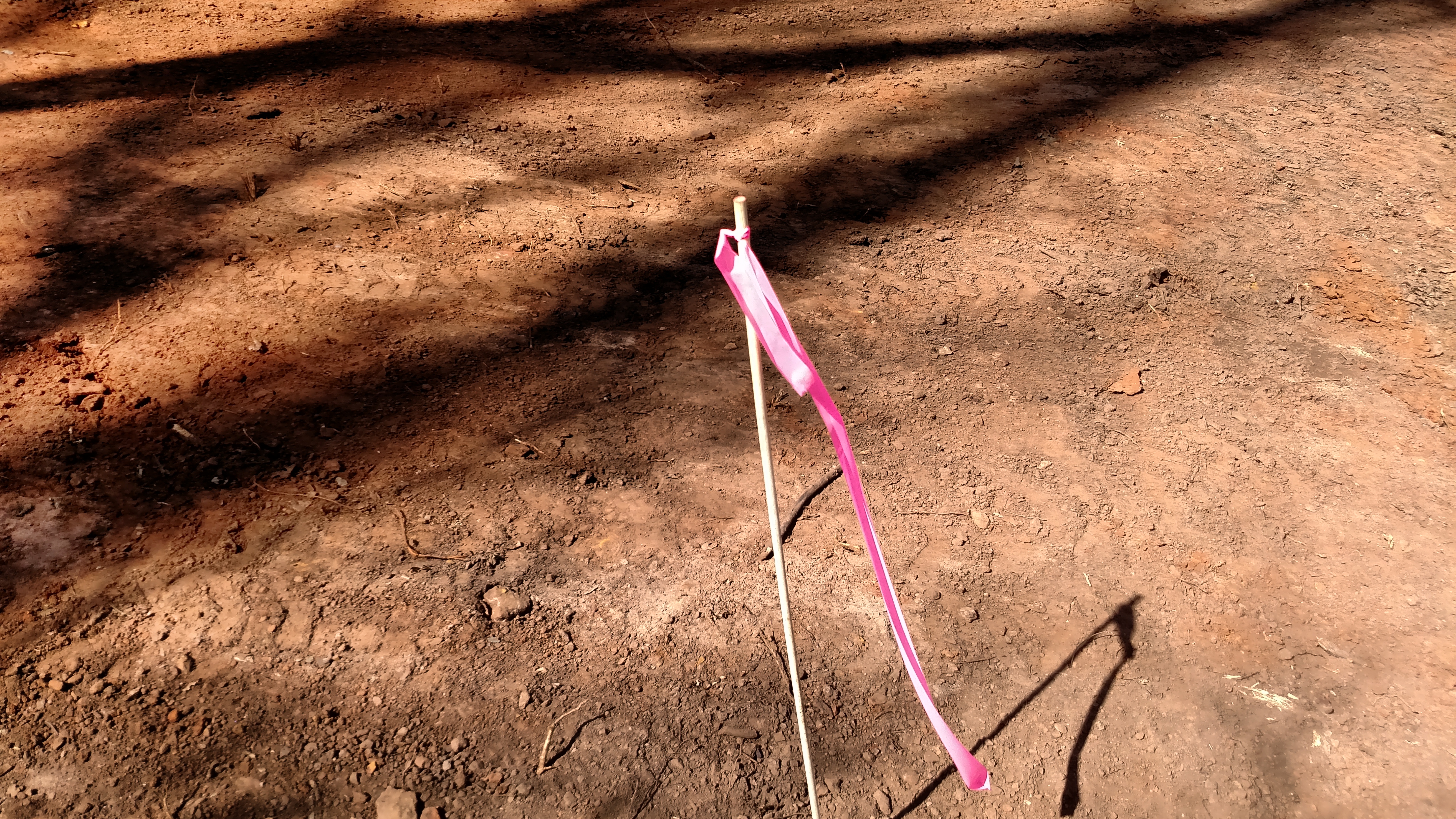 Set 1st stake.  Main dwelling posts to be set over next 2 weeks.