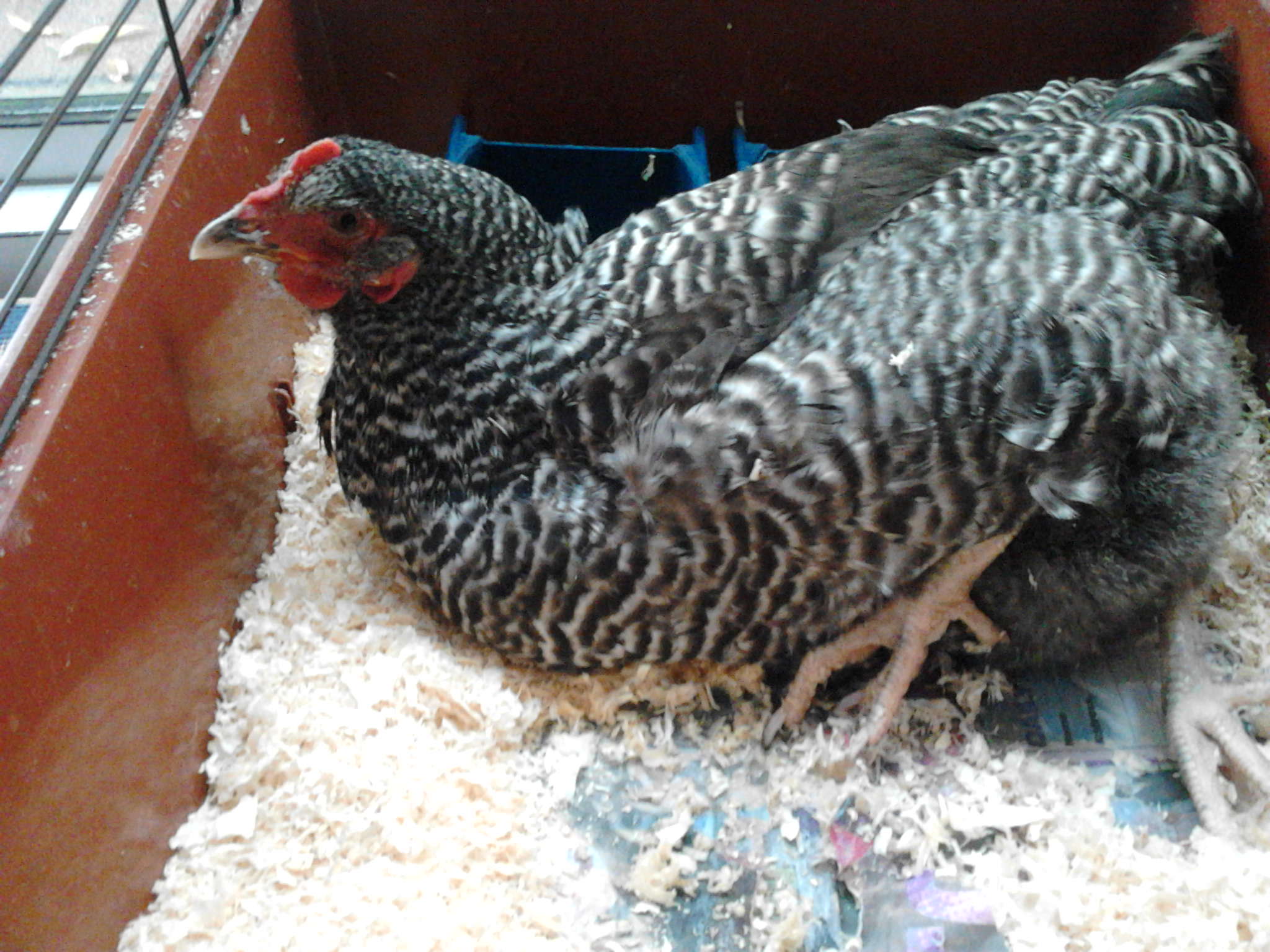 Set up by patio window so she could see outside and her flock could see her.