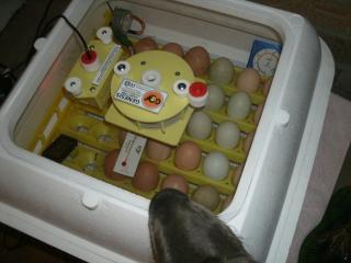 Setting eggs with Remy's help.