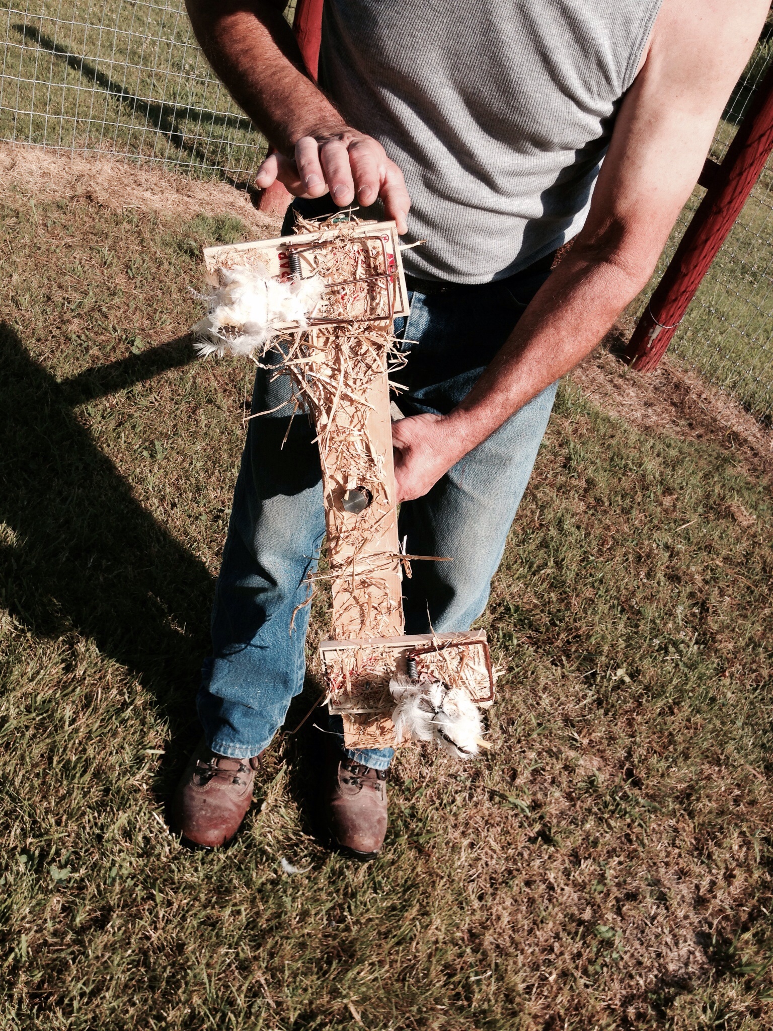 Setting hawk trap