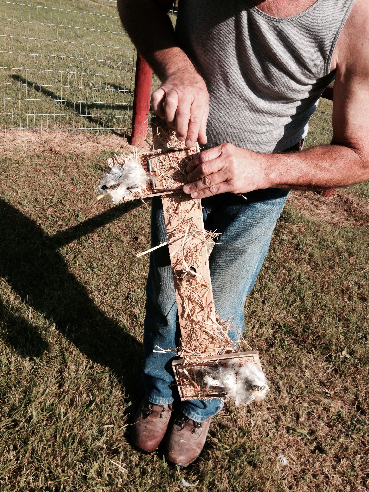 Setting hawk trap
