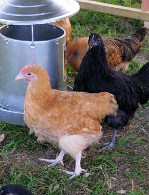 Settling into their new coop.  We have eight 4 mo old pullets.  One Buff Orp, one Black Aussie, two Ameracaunas, one Black Star, one Brahma, one New Hampshire Red, one Barred Rock.  I'm a painter - I wanted different colors - what can I say.