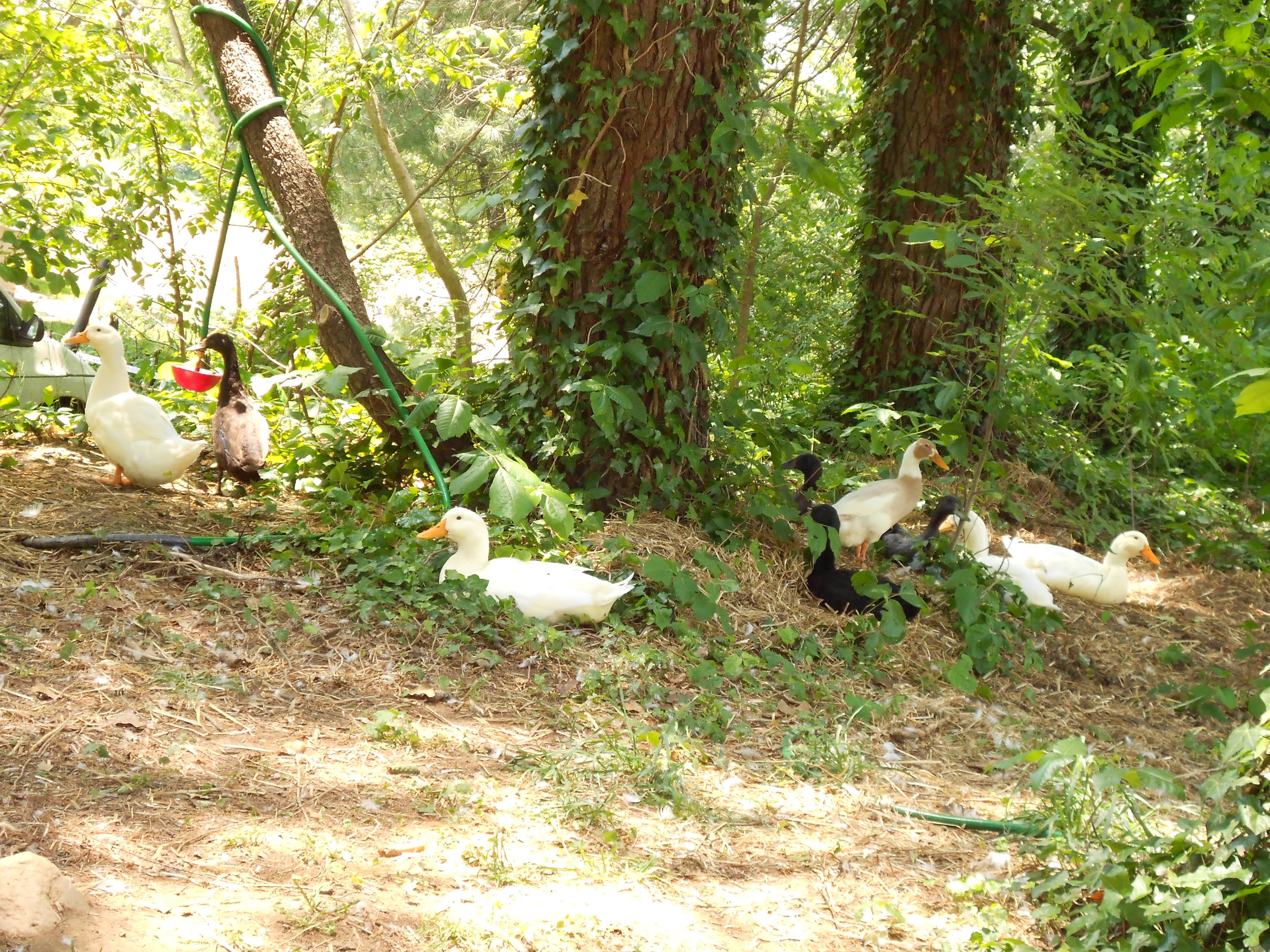 Seven Deadly Sins - Mallards