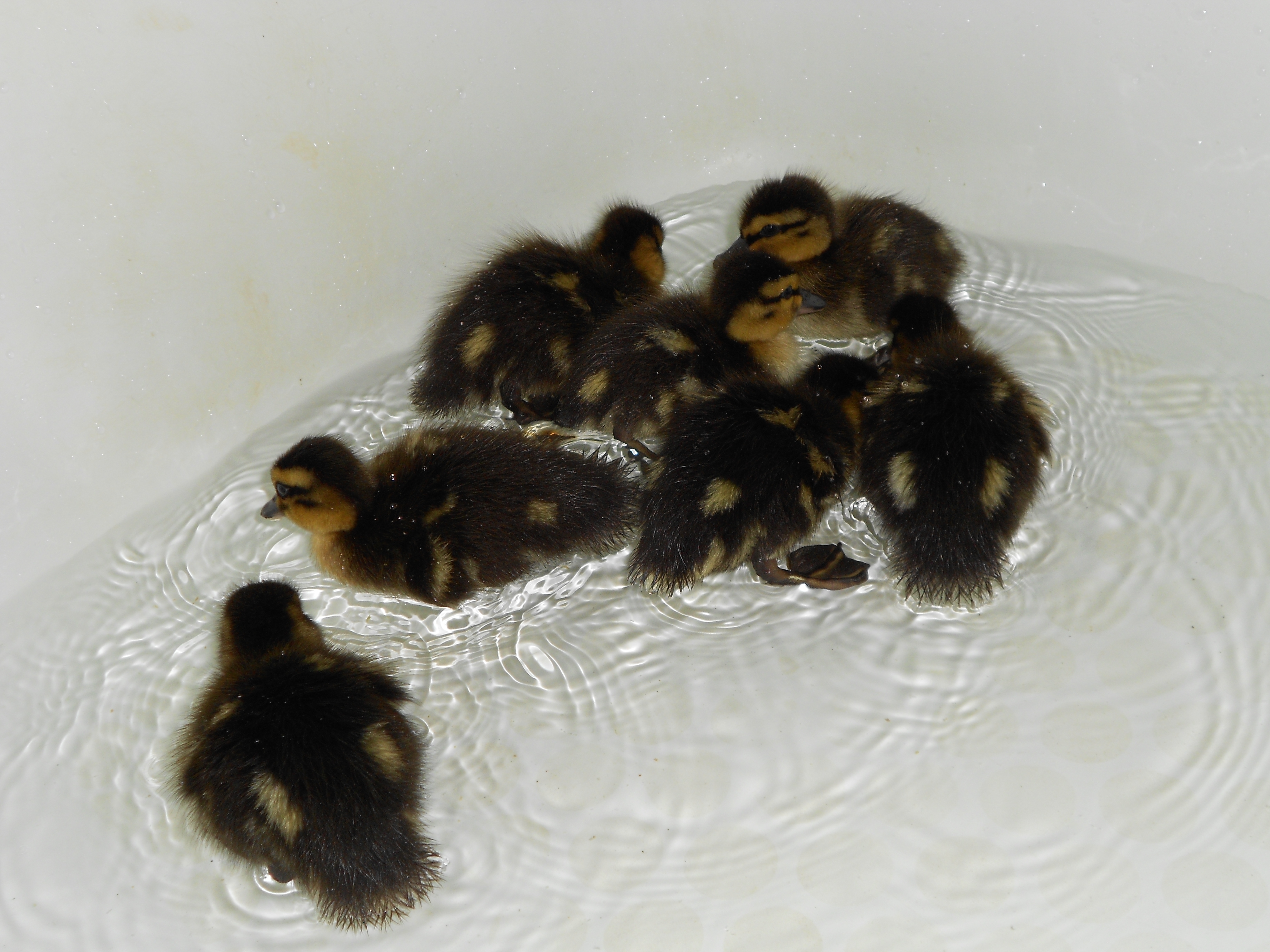 Seven Deadly Sins - Mallards