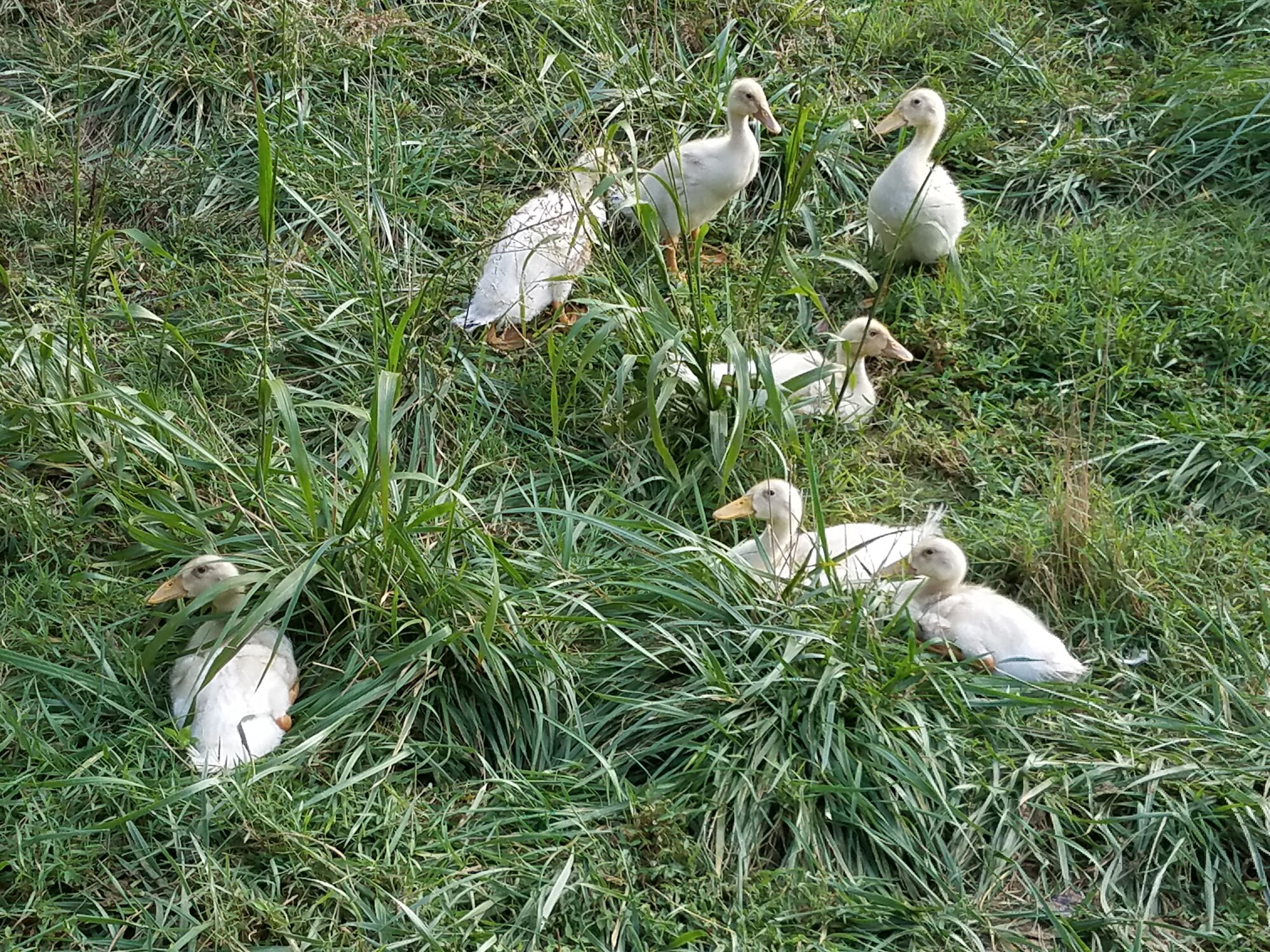 Seven little rascals sitting in the grass