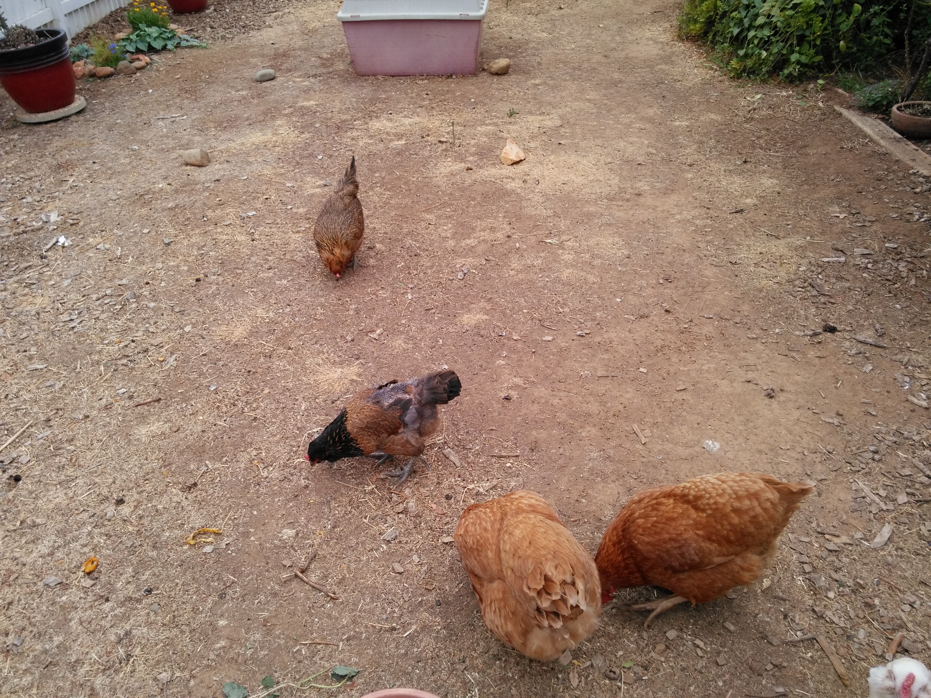 Seventeen days into recovery. Back in action!  This was her first time having "evening wheat" with her ladies. She was allowed to roam freely with them from this day on, but didn't return to the hen house until almost exactly one month after "the day." That was the first time she was able to fly up on the roost by herself.  After the whole recovery, she had more energy than I've ever seen from any of my chickens. Ran everywhere, sang for a long time over every egg, and was just generally vivacious. : )