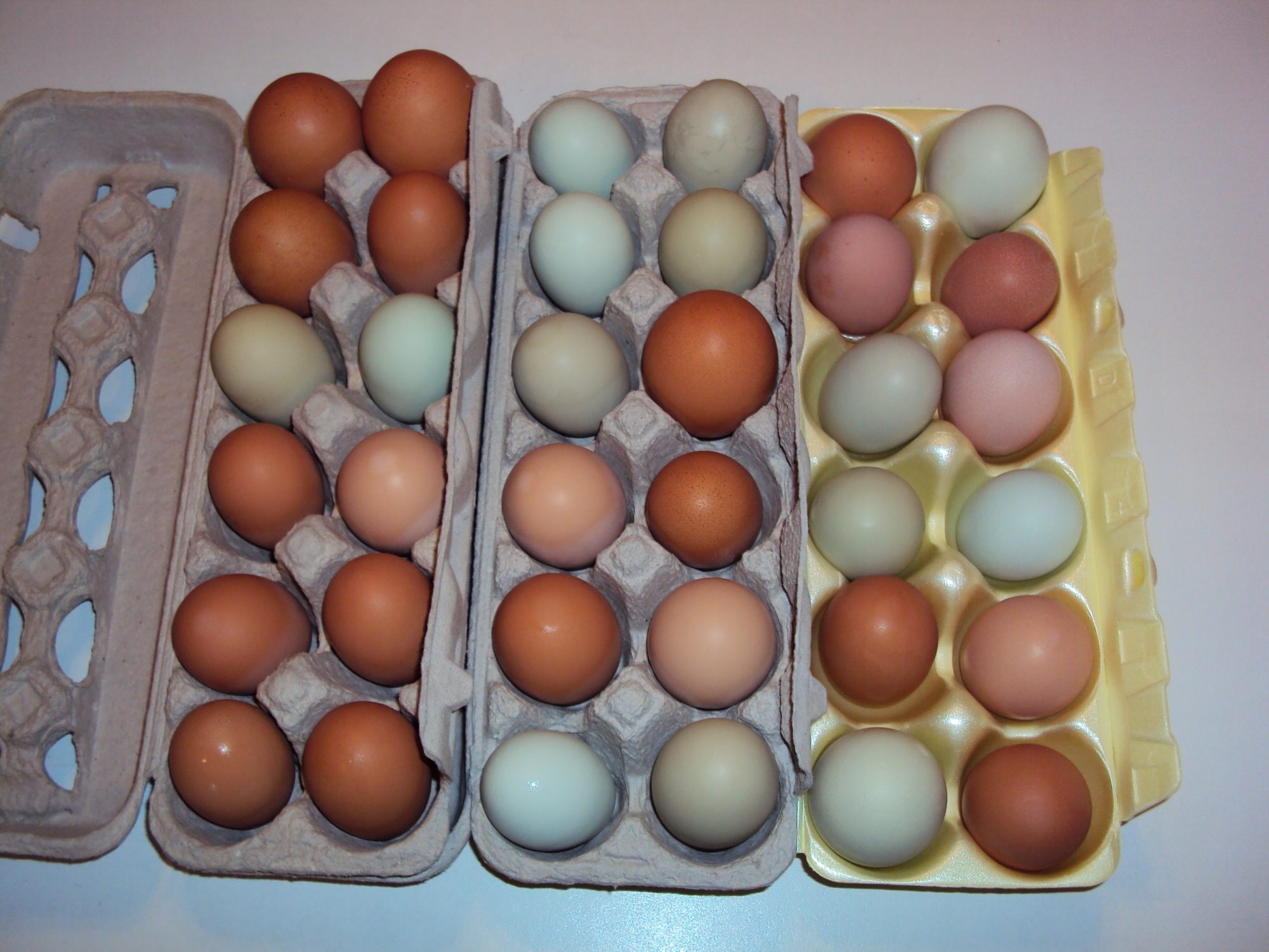 Several days worth - we get 6 - 10 eggs a day (May 2013).