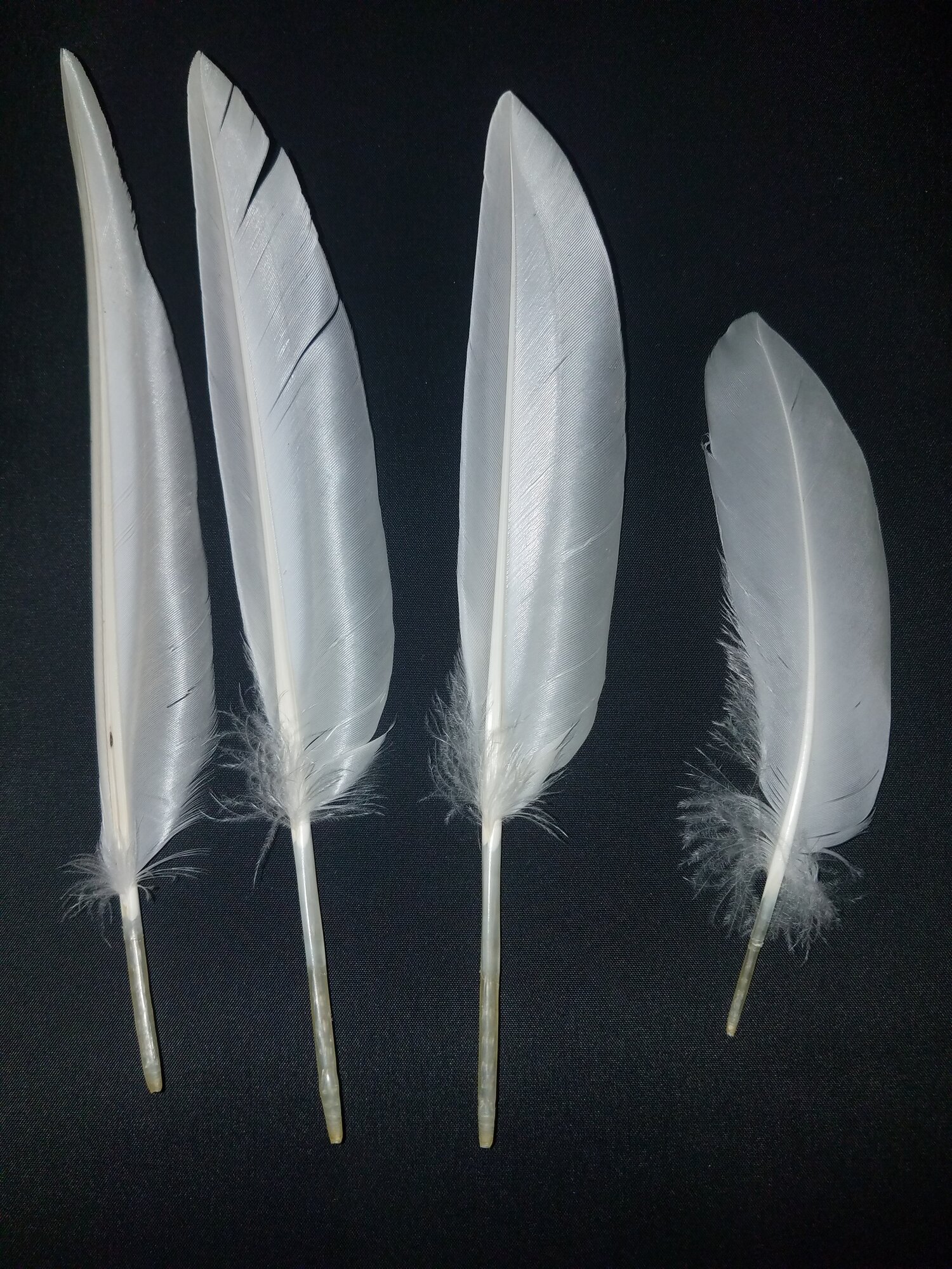 Several Feathers from White Layer Ducks