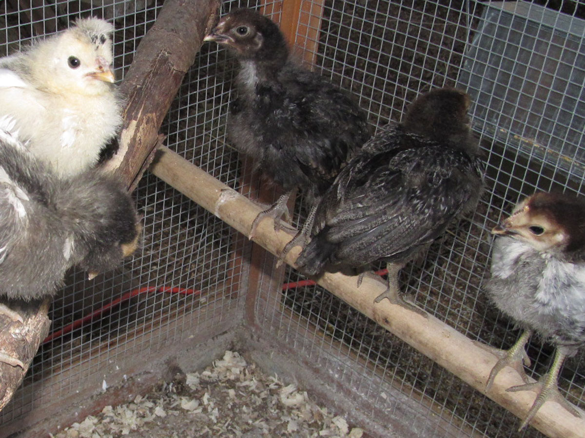 Several of the chicks at five weeks - look at that crest! =)