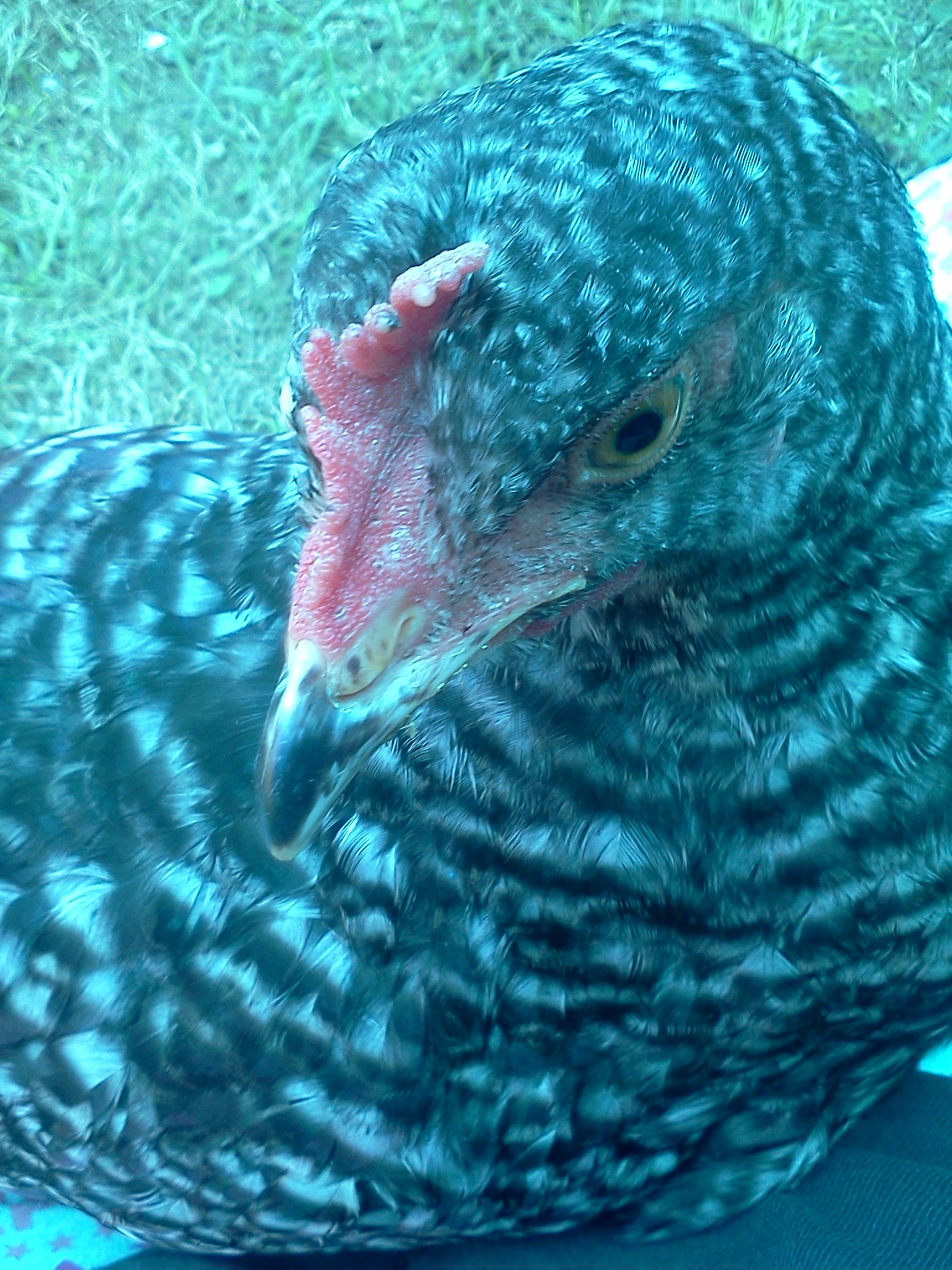Severus the Barred Rock