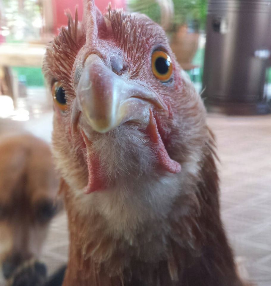 Sex Link -  Cinnamon