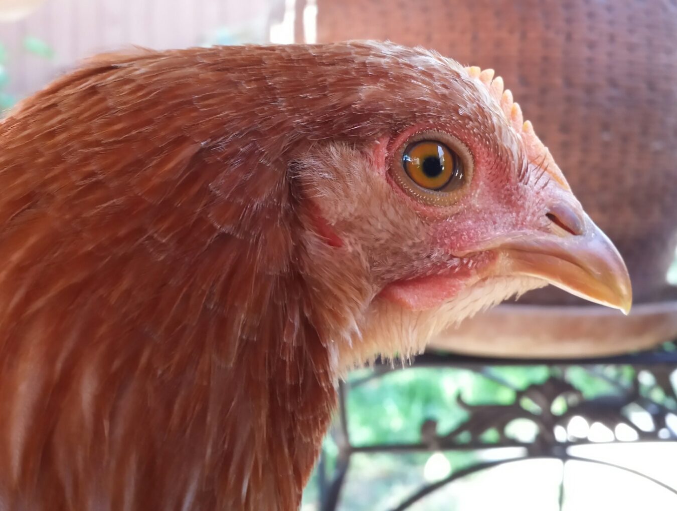 Sex Link -  Cinnamon