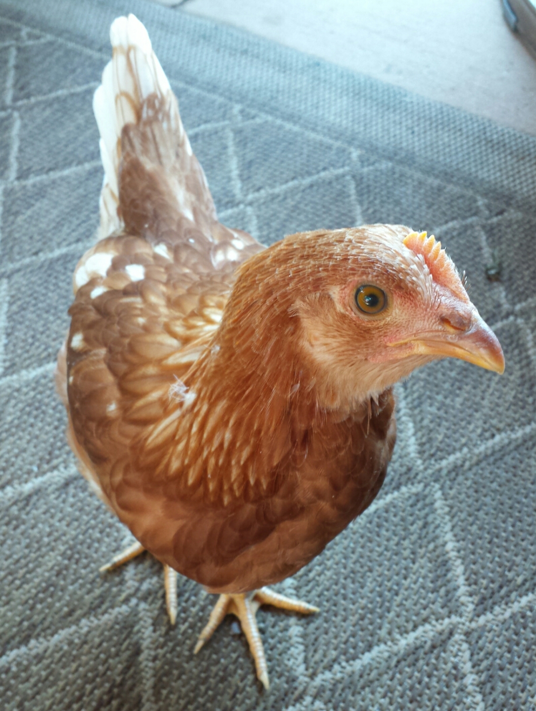 Sex Link -  Cinnamon