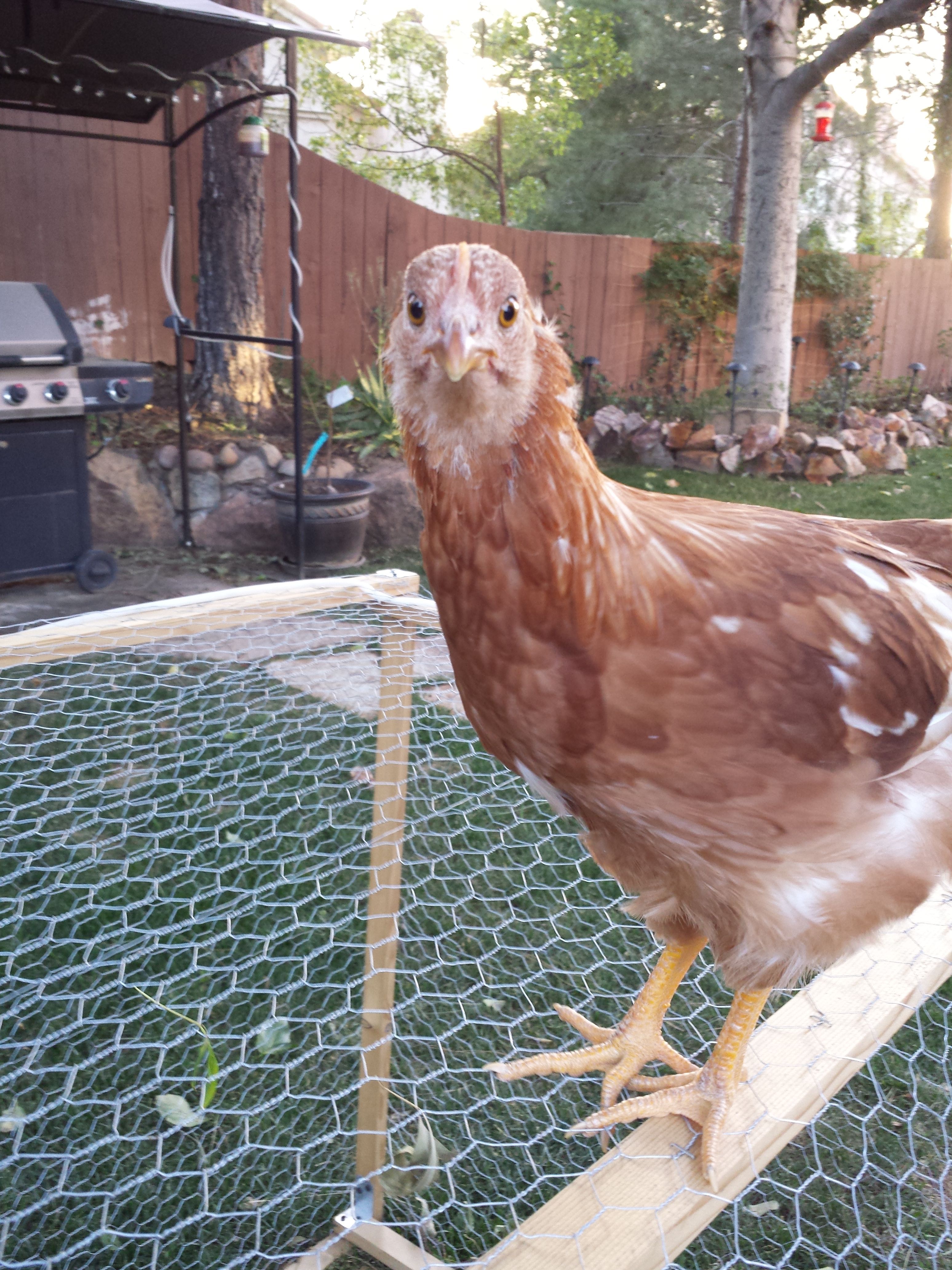 Sex Link -  Cinnamon