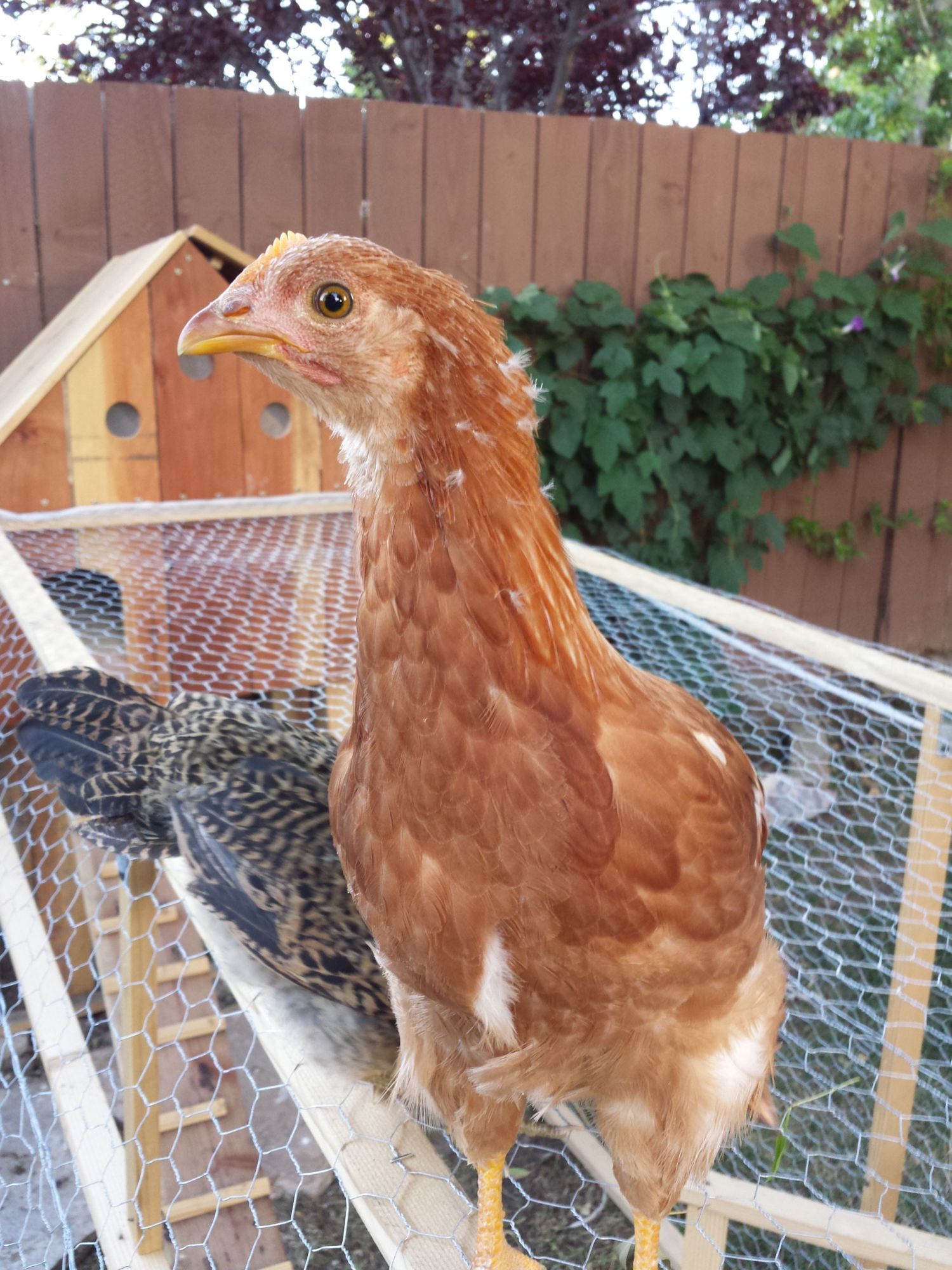 Sex Link -  Cinnamon