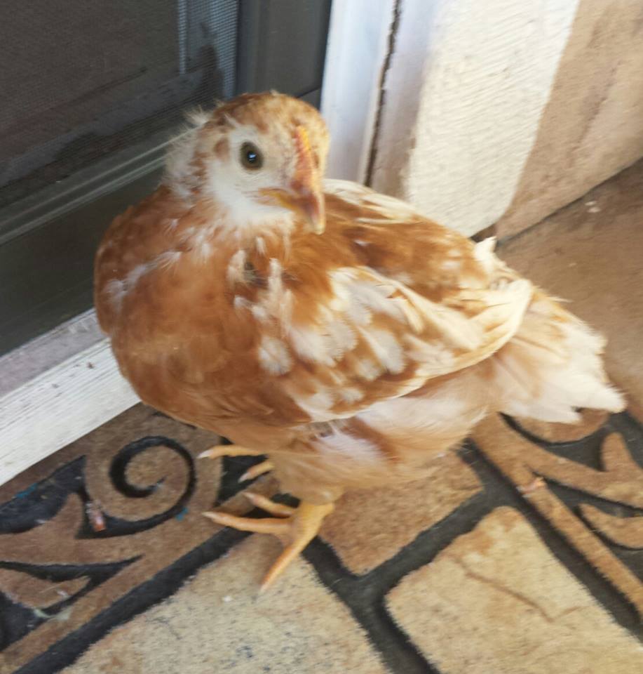 Sex Link -  Cinnamon