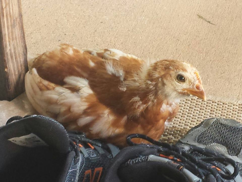 Sex Link -  Cinnamon