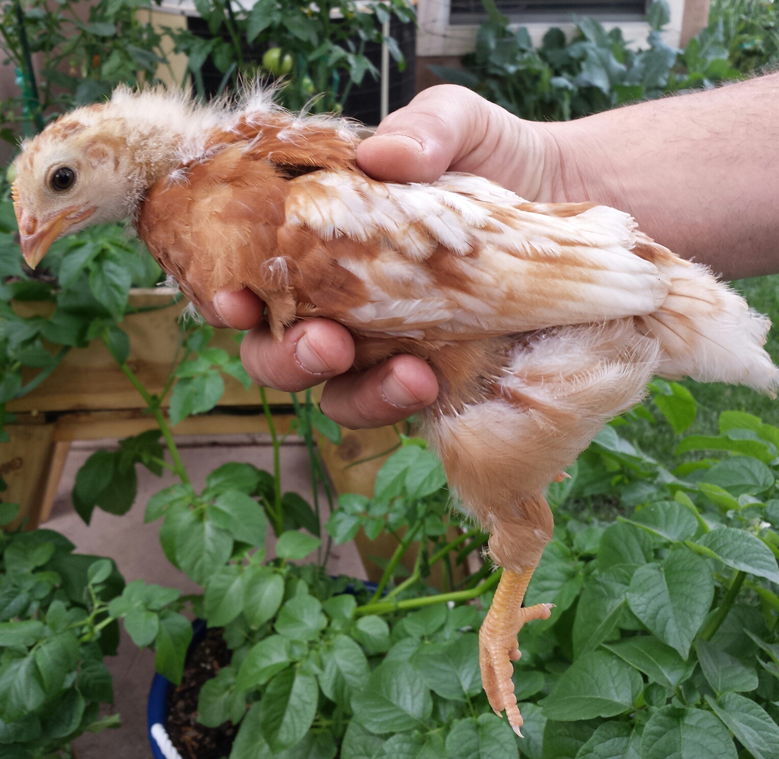 Sex Link -  Cinnamon