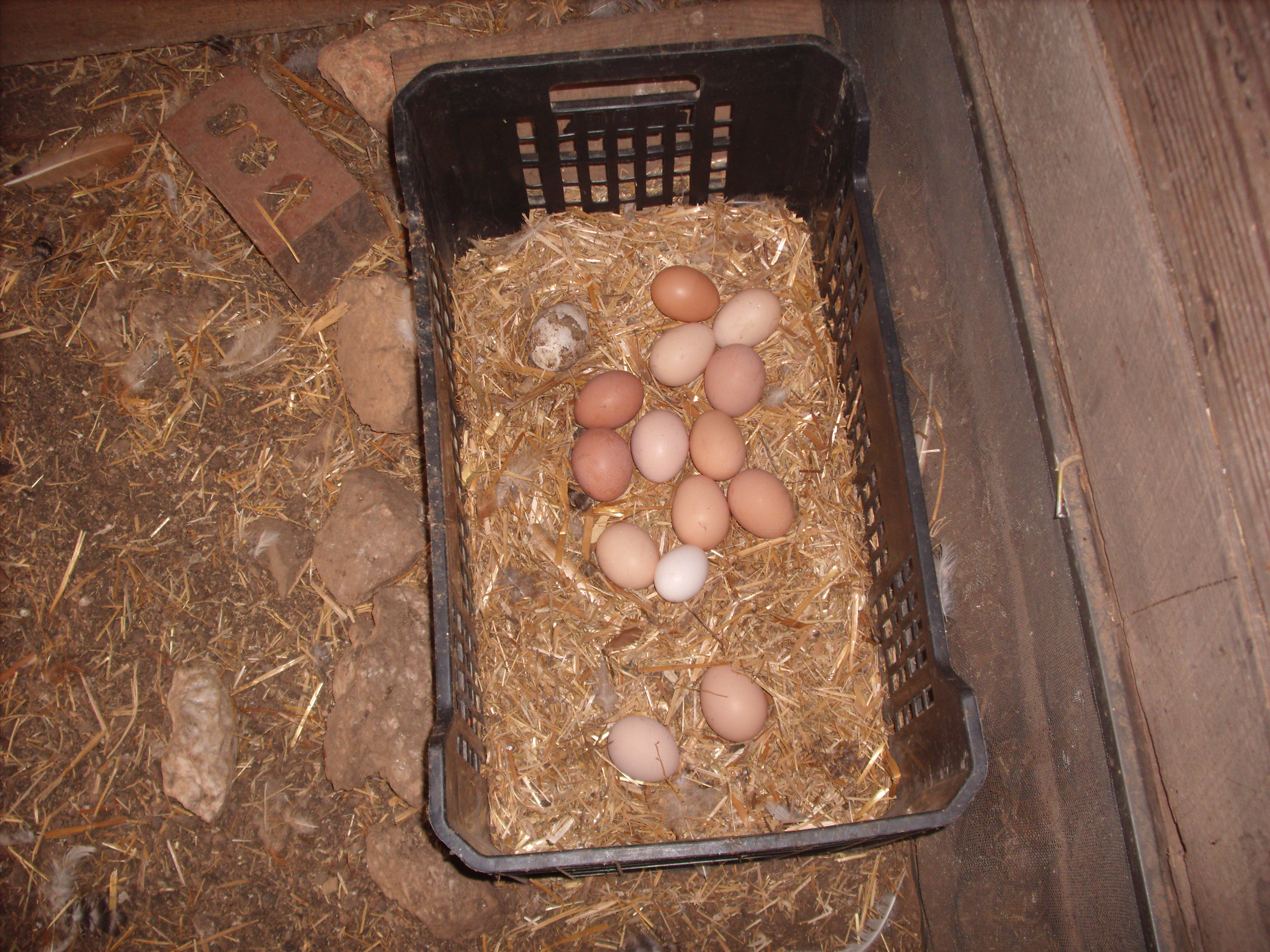 Sex Link Eggs(Dark Color) Orphington Eggs(Light Color)