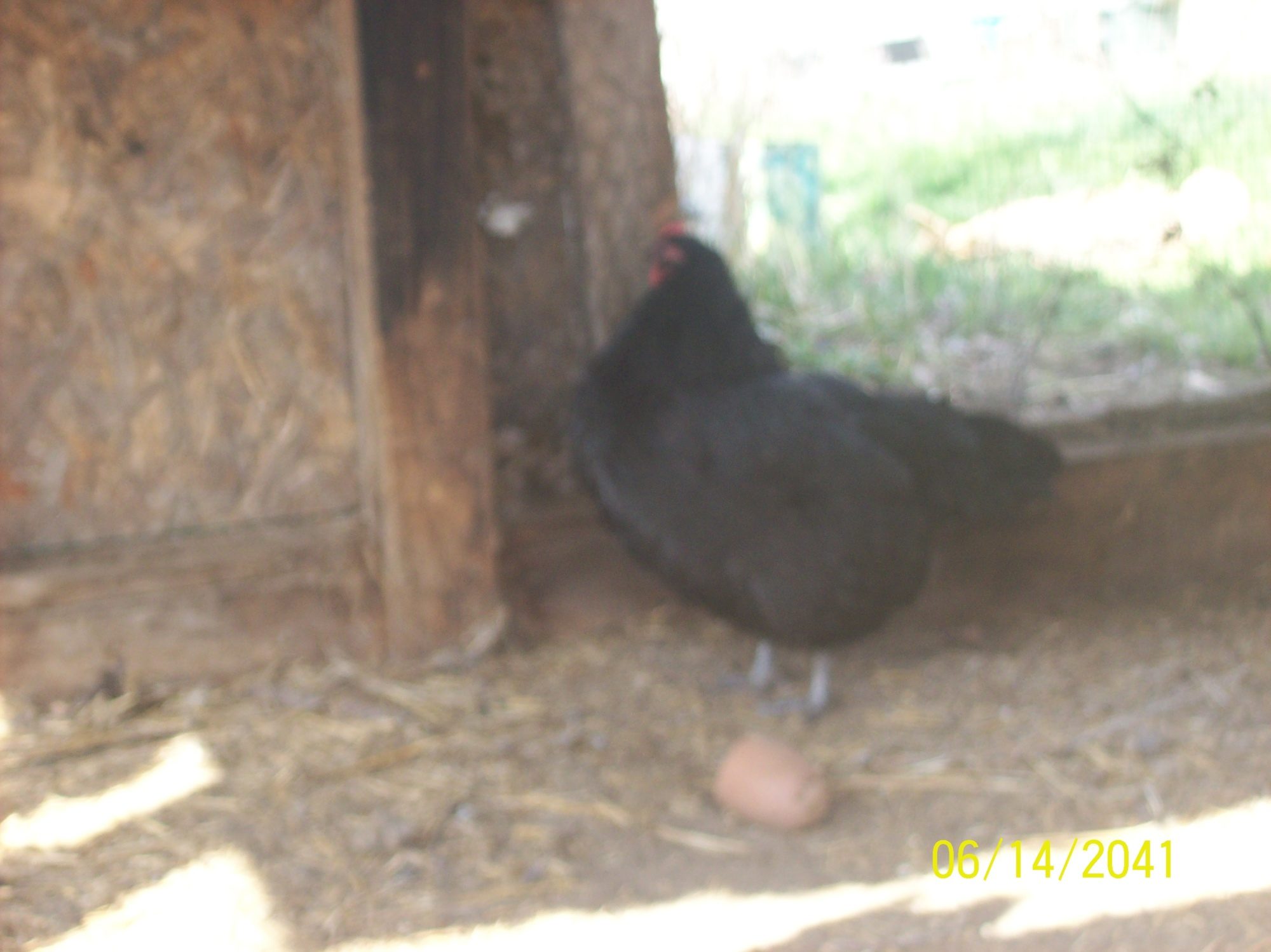 sex-link hen baby 6 months old, she was fathered by the Barred Rock