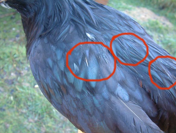 Sexing Polish - young male feathers circled in red, indication. These feathers will pop up on the back and wings in obvious glossy appearance, especially around the edges in a sort of triangular shape. They will be small and short and eventually fill out as the bird matures.