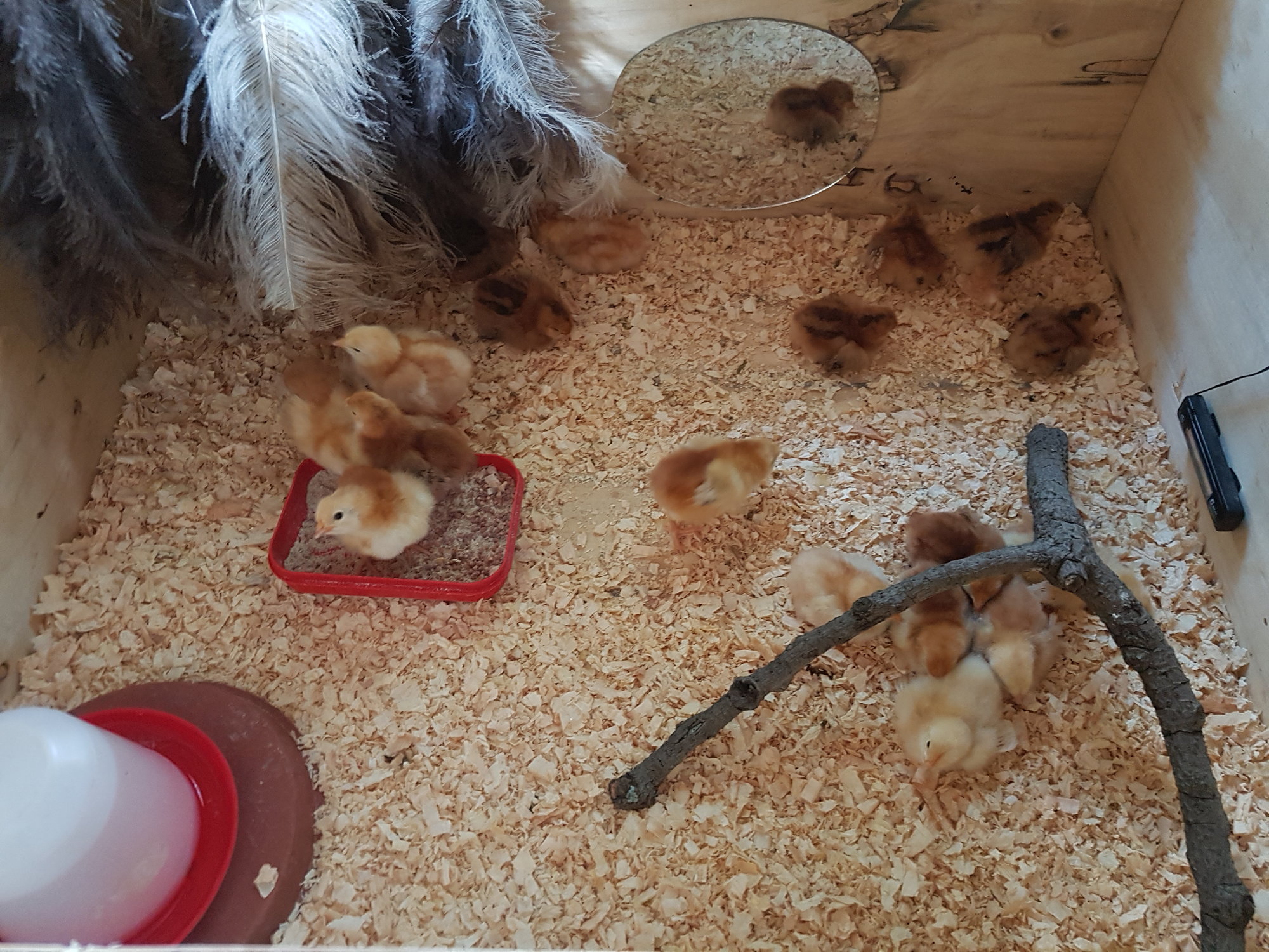 Sexy chicken lady brooder