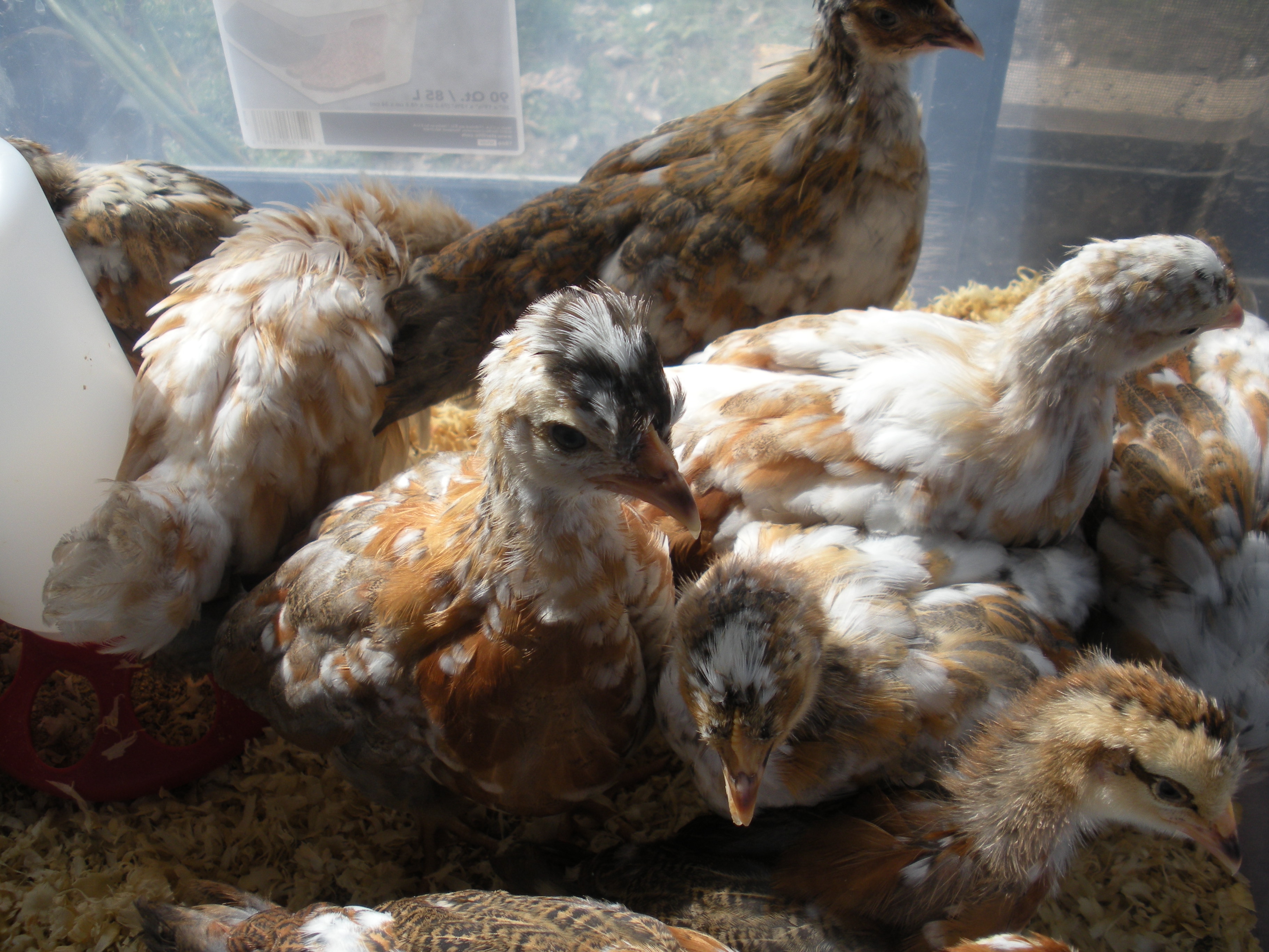 SFH chicks 4 wks old