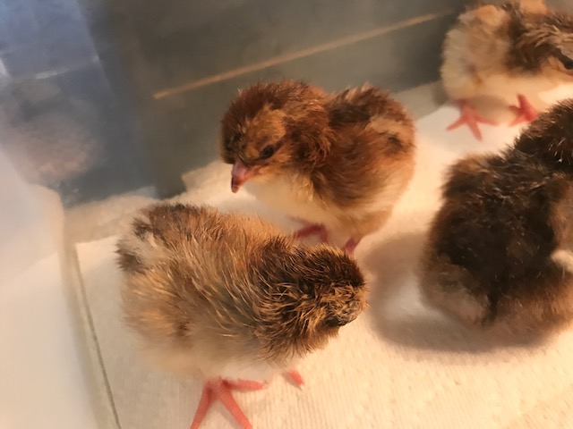 SFH hatch day 9/4-1