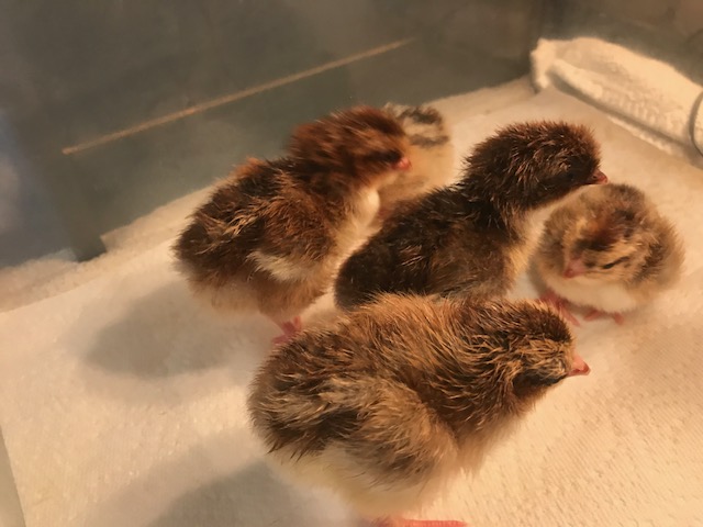 SFH hatch day 9/4-2