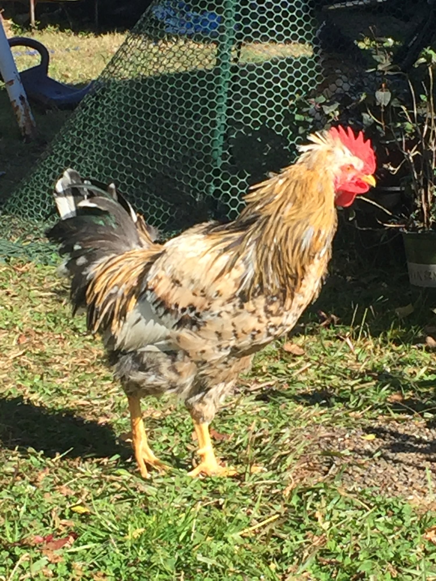 SFH Roo #2